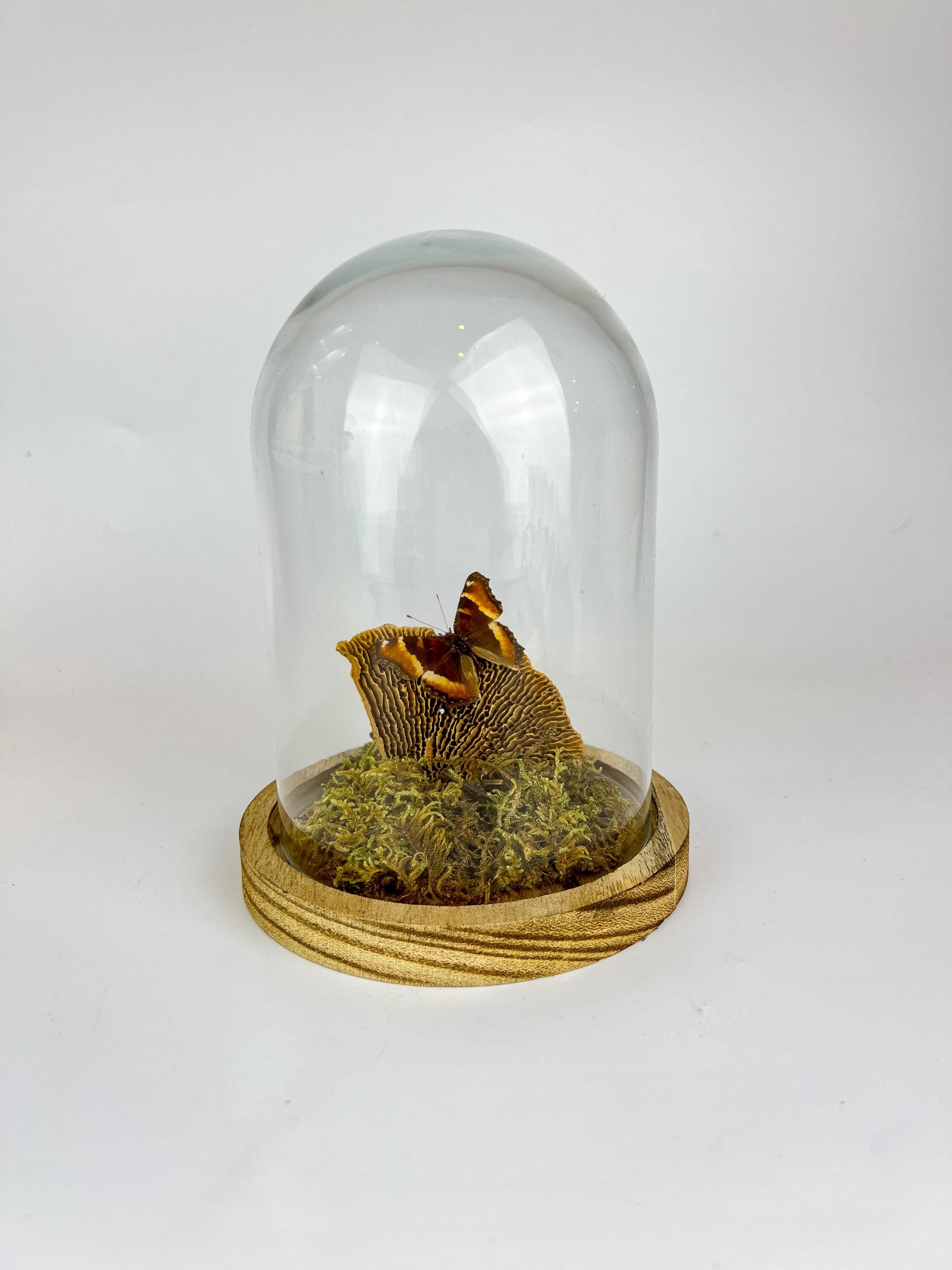 Echte vlinder | Aglais Milberti in stolp (17x13cm)