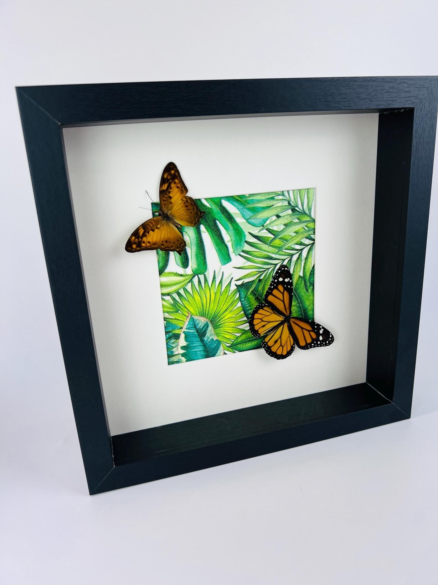 Vagrans Egista en Danaus Plexippus in lijst by KEY LIME STORE