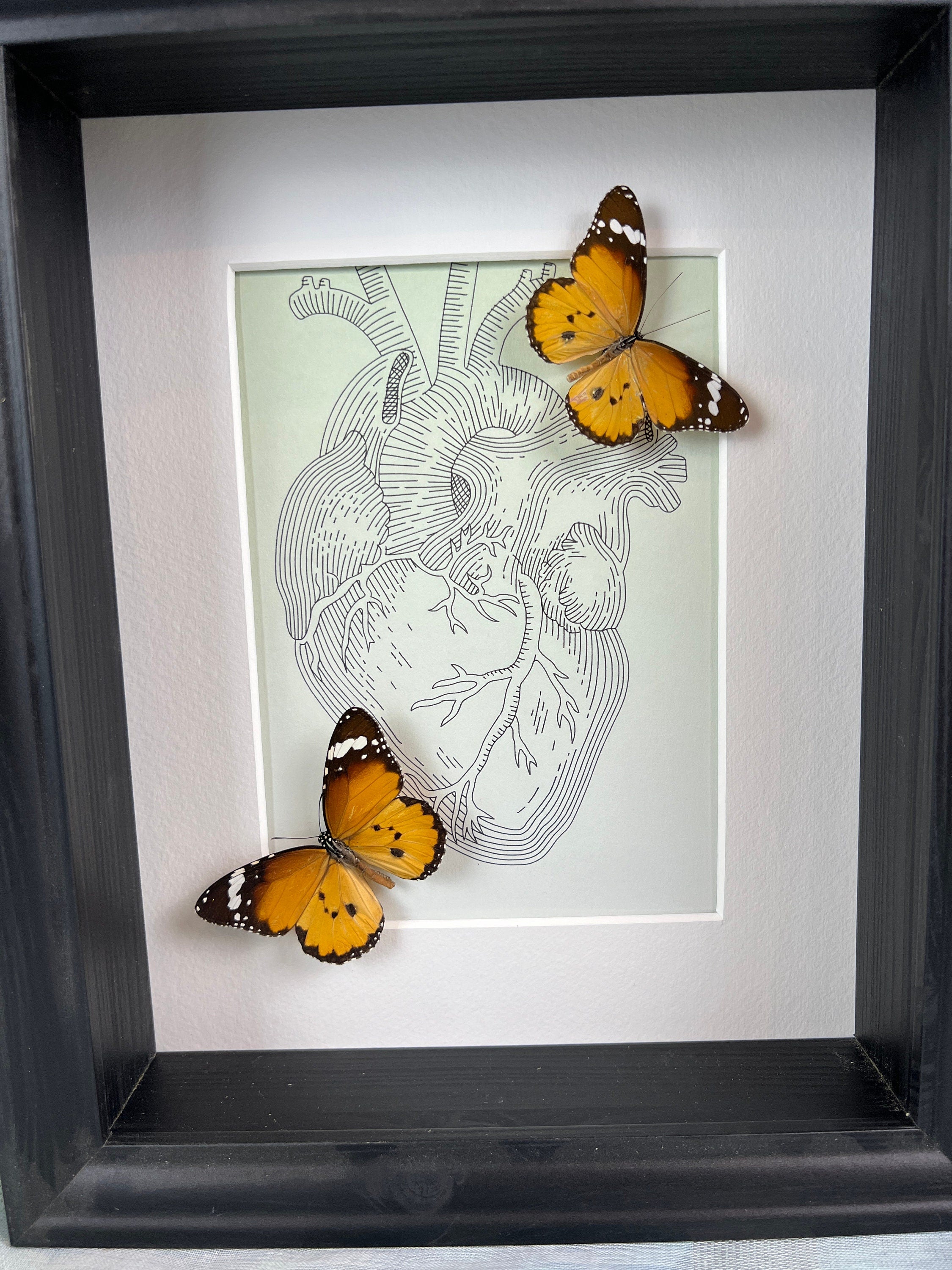 Danaus Chrysippus – Originalzeichnung in einem Rahmen