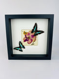 Graphium Sarpedon mit Trockenblumen auf MDF in einem Rahmen von KEY LIME STORE