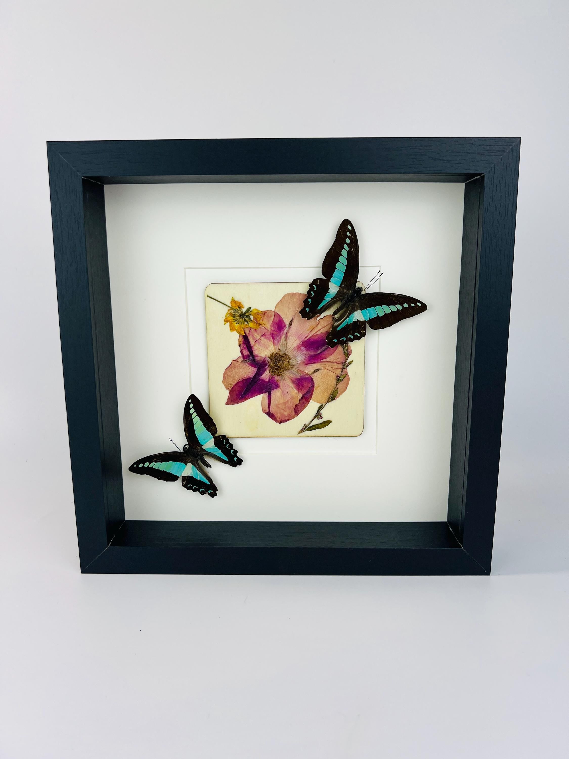 Graphium Sarpedon met droogbloemen op MDF in lijst