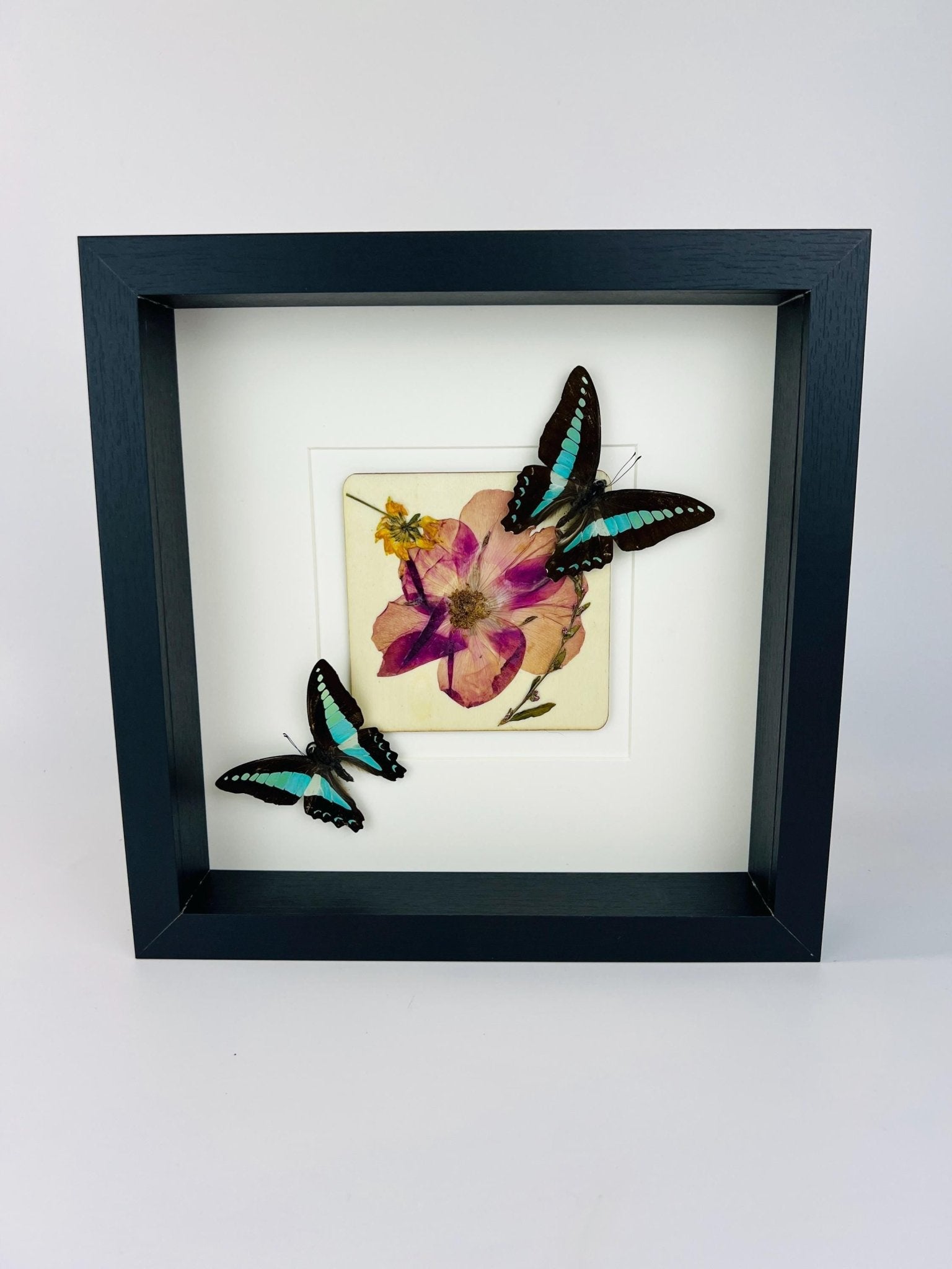 Graphium Sarpedon mit Trockenblumen auf MDF in einem Rahmen von KEY LIME STORE