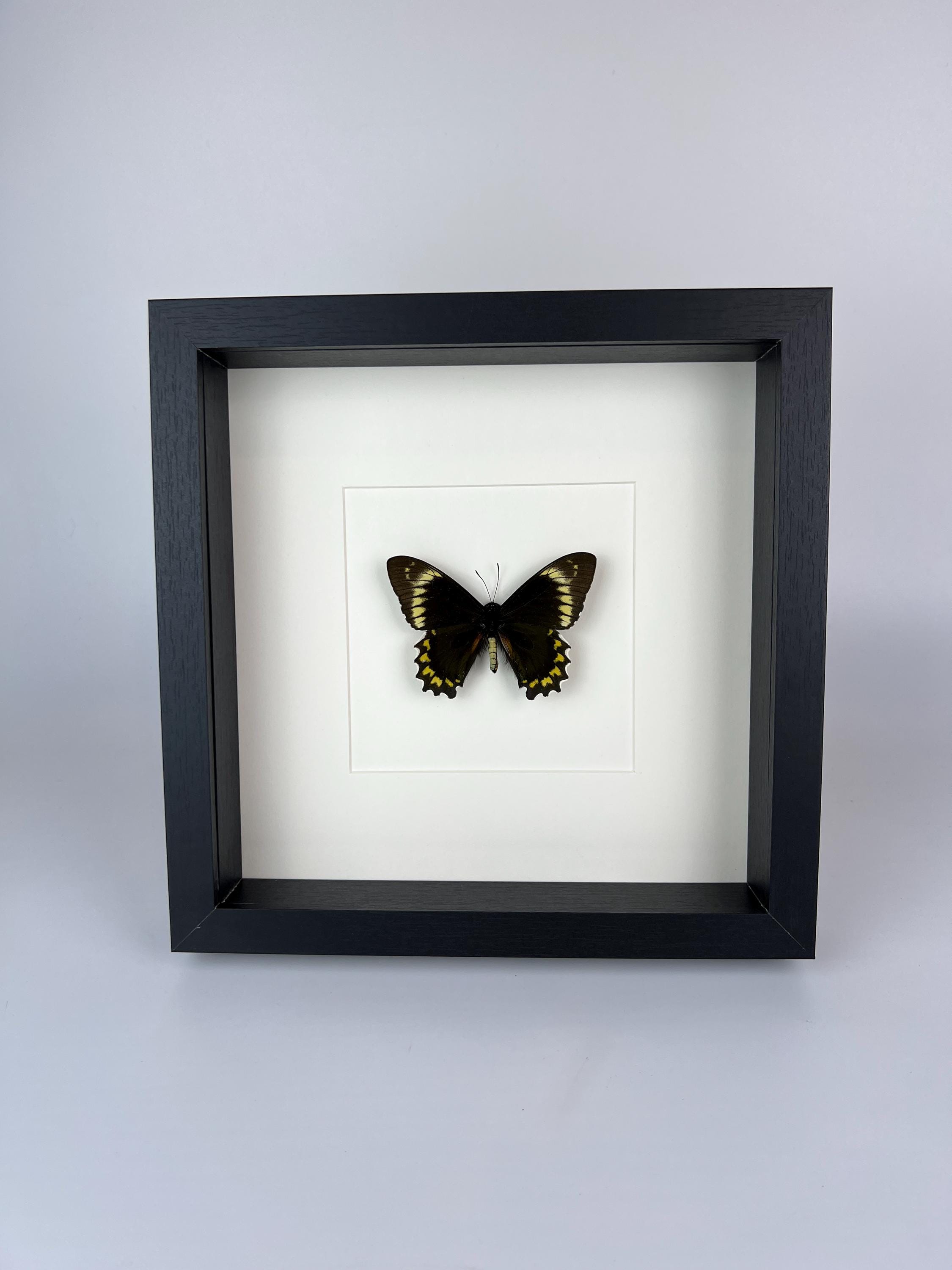 Battus Madyes Chlorodamas in lijst