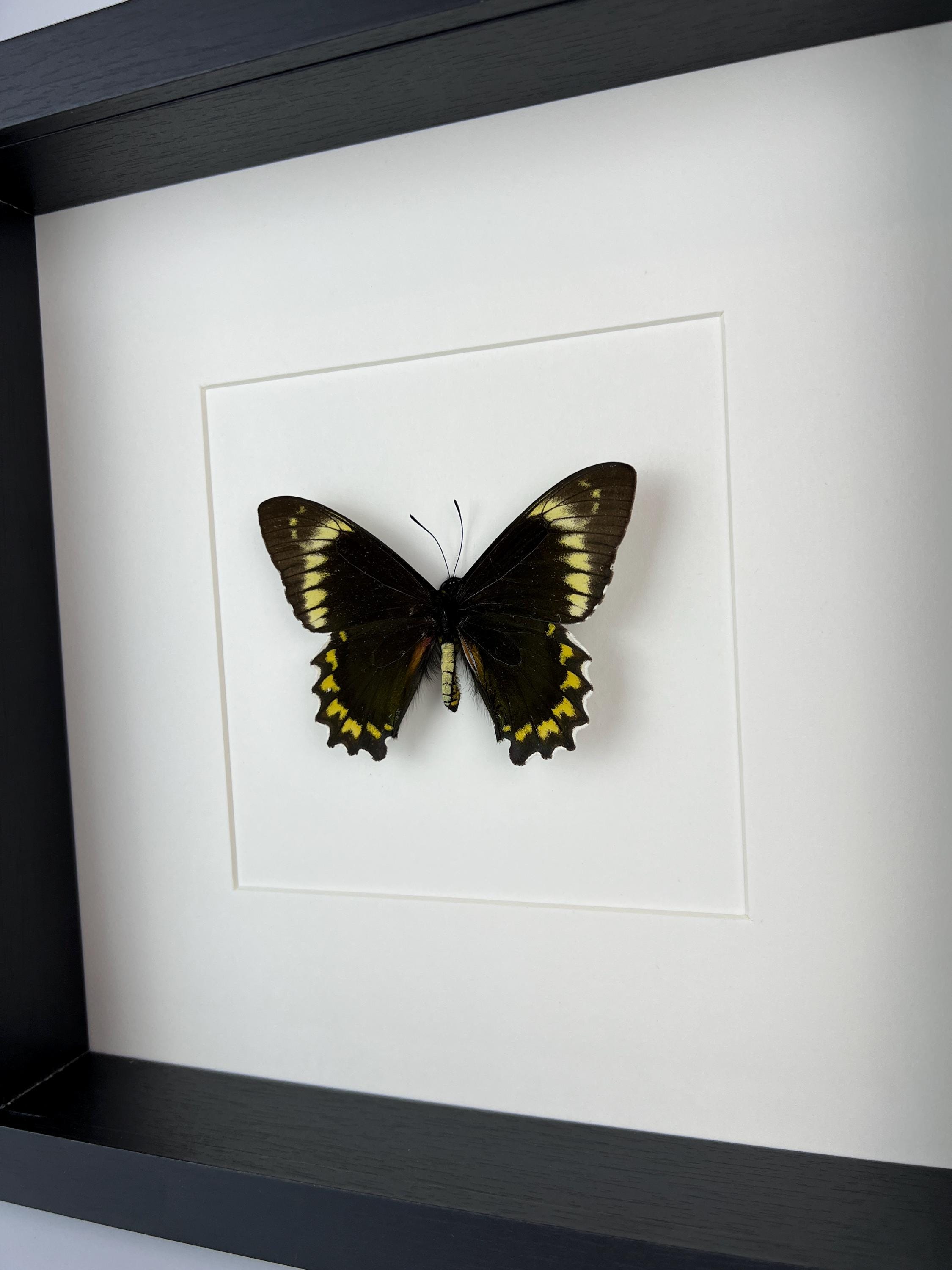 Battus Madyes Chlorodamas in lijst