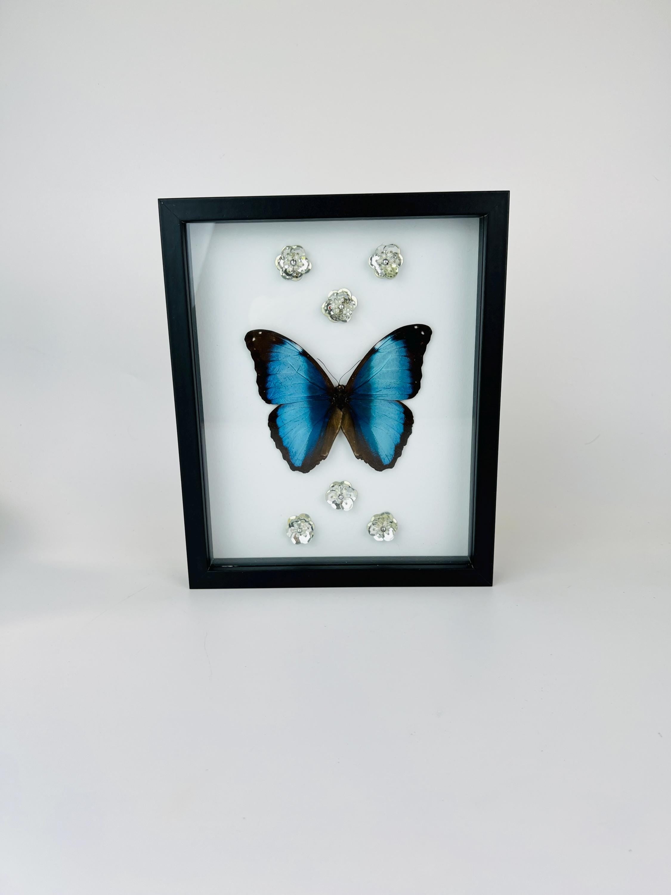 Echte vlinder | Morpho Deidamia met glitterbloemen in lijst (23x19cm)