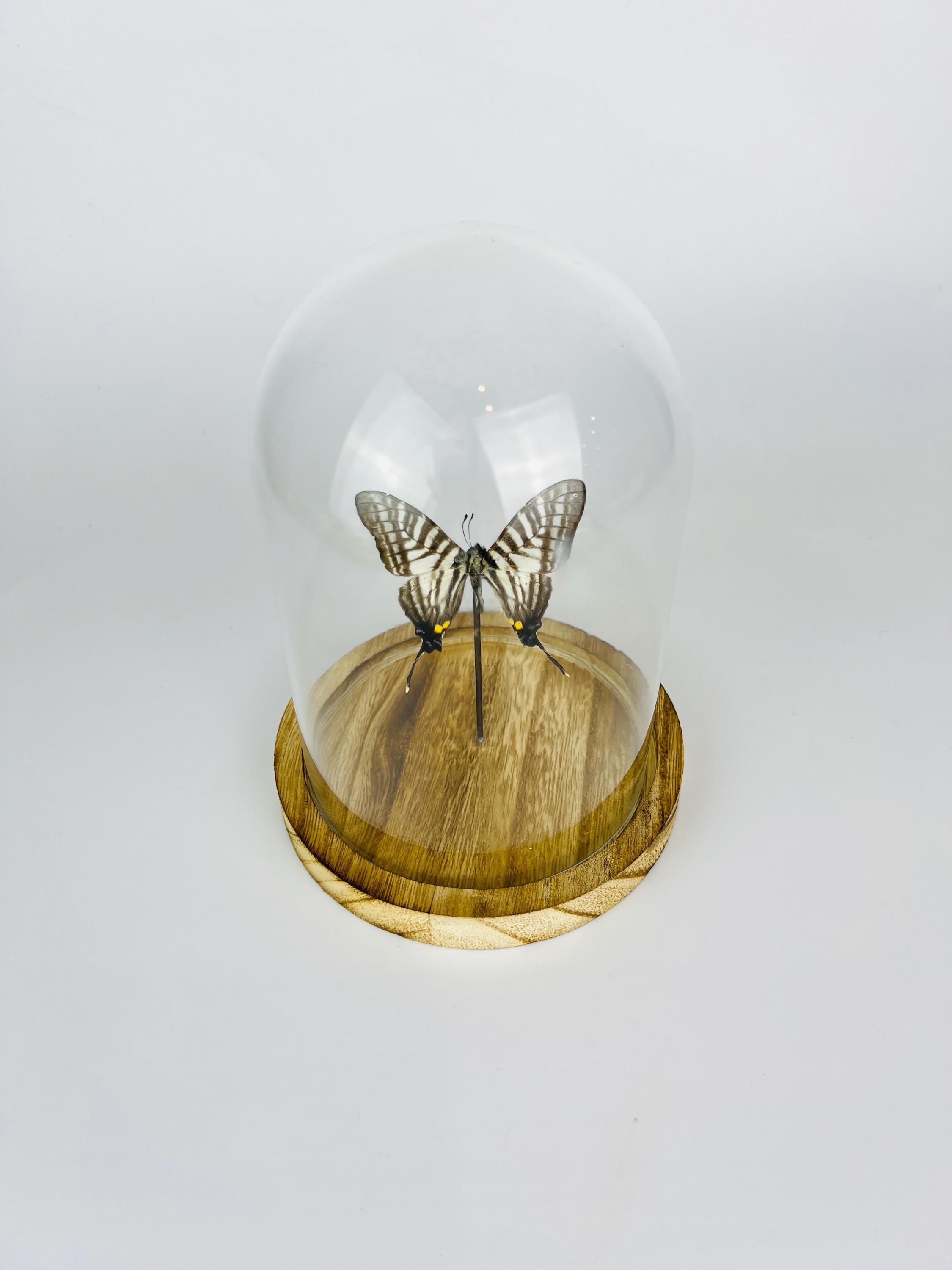 Graphium Pazala Eurous in a bell jar