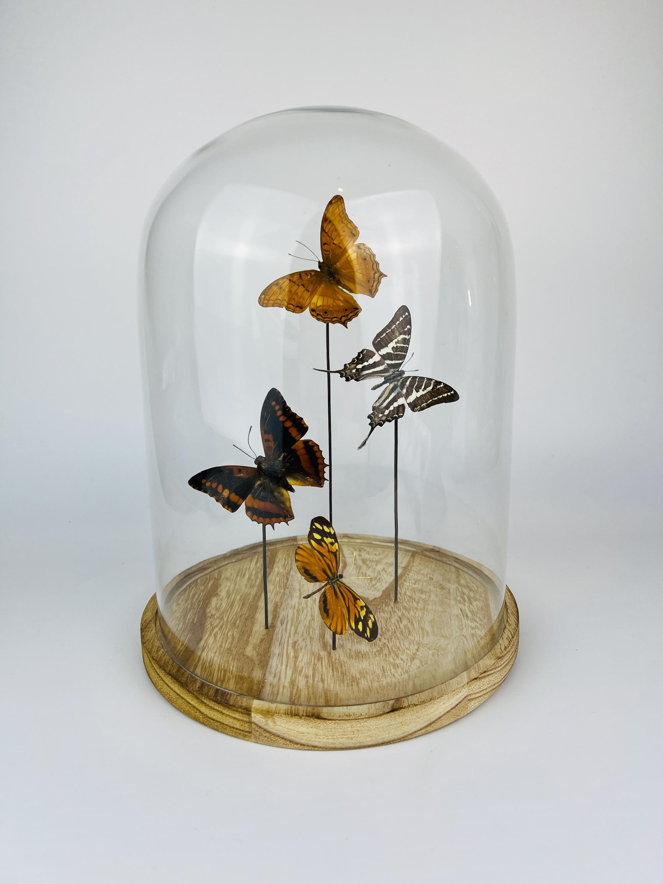 Vindula Erota, Graphium Aristeus, Charaxes Lucretius, en Tithorea Harmonia in stolp