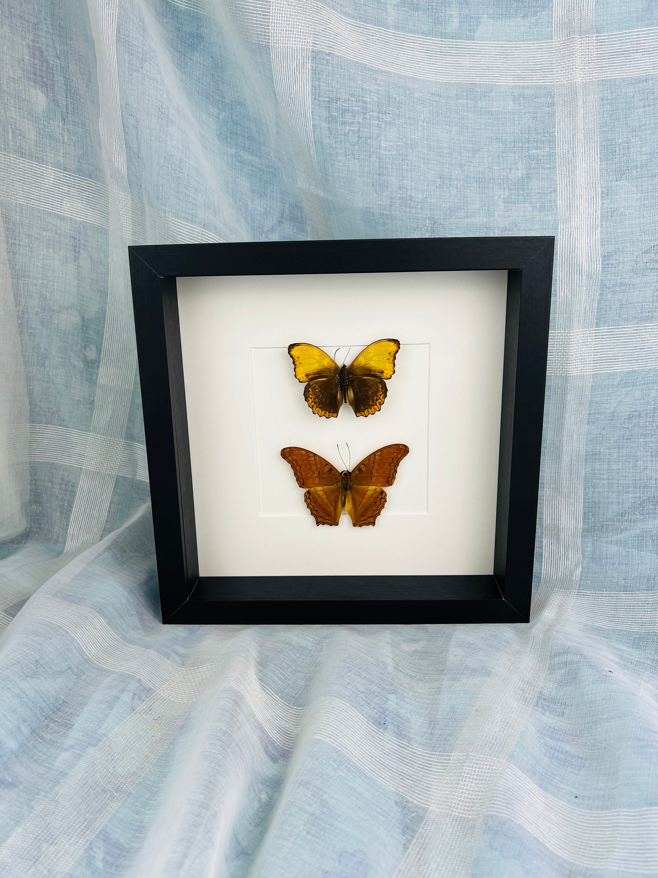 Cymothoe Haynac und Vindula Erota in einem Rahmen