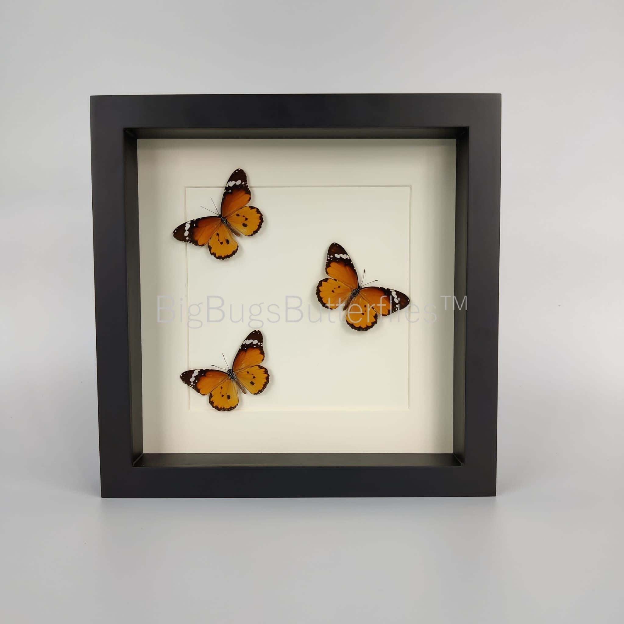 Danaus Chrysippus in einem Rahmen