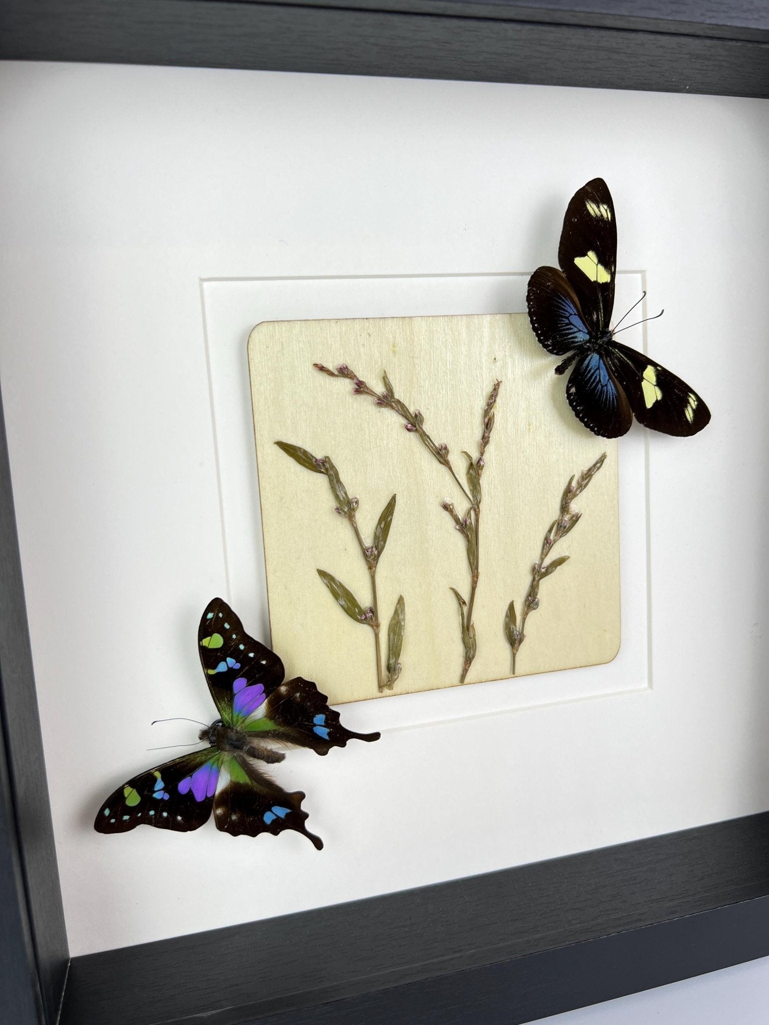 Heliconius und Graphium Weiskei mit Trockenblumen in einem Rahmen von KEY LIME STORE