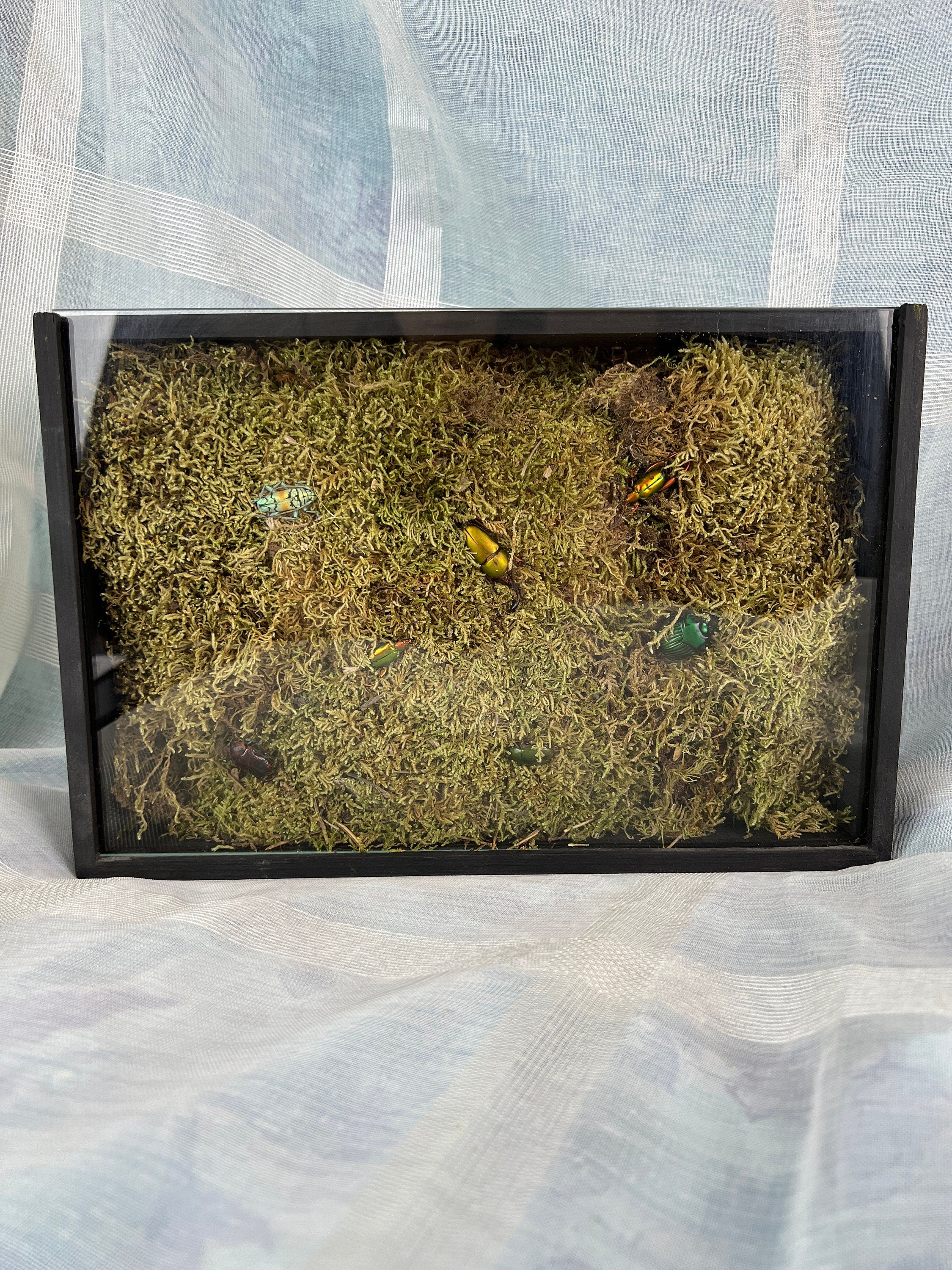 7 kevers op mos in insectendoos