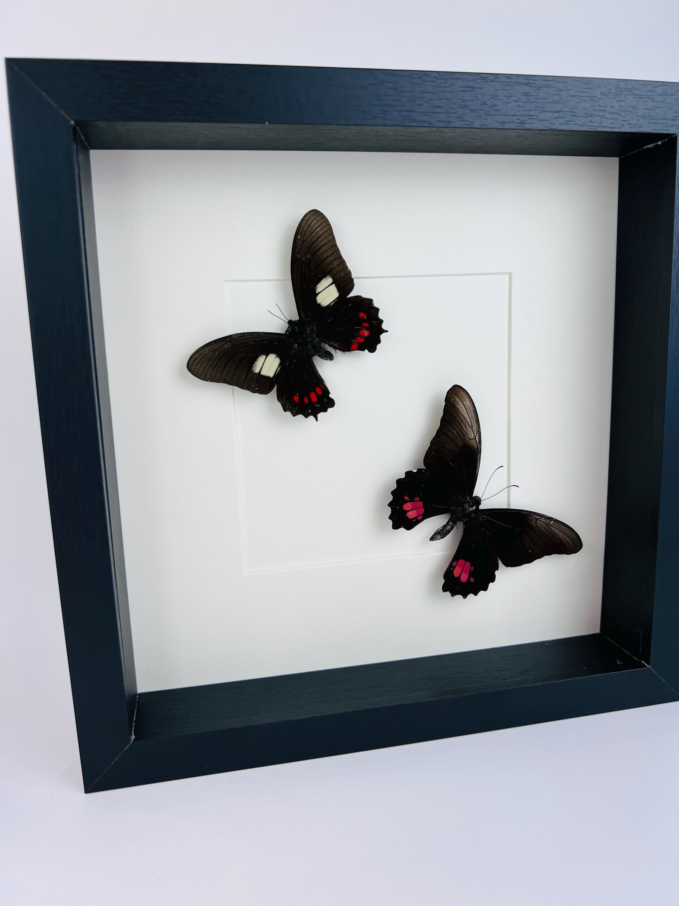 Parides en Papilio Anchisiades in lijst
