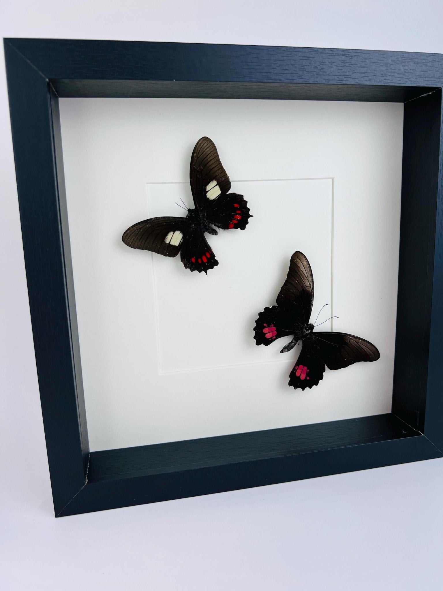 Parides und Papilio Anchisiades in einem Rahmen von KEY LIME STORE