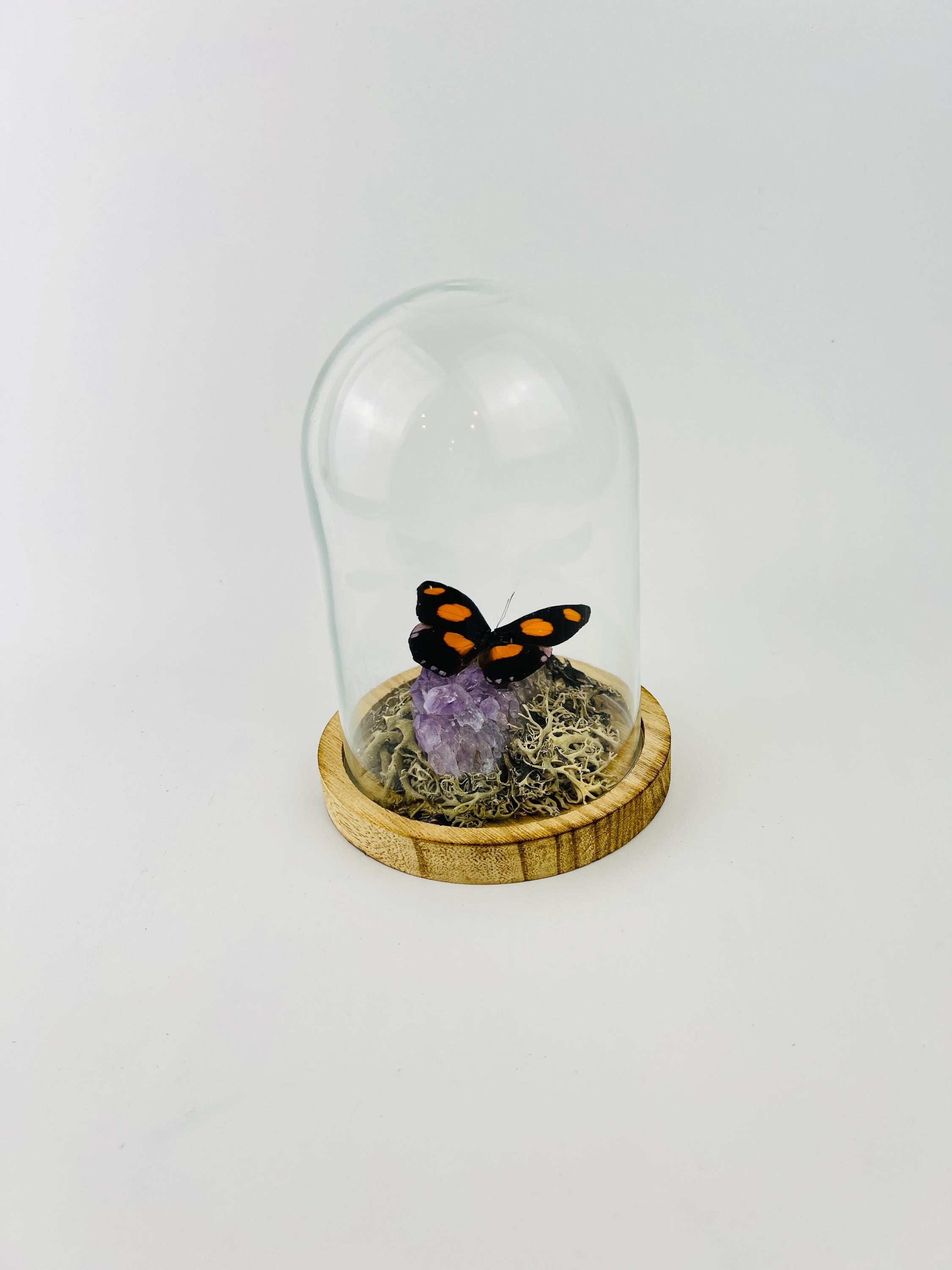 Real butterfly Catonephele Numilia on amethyst in dome (17x13 cm)
