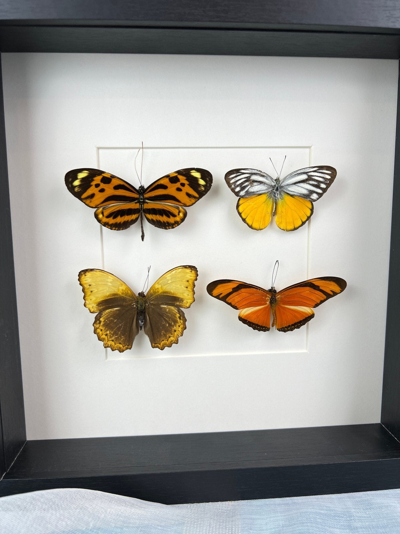 Mechanitis Lysimnia, Cepora Aspasia, Cymothoe Hypata en Dryas Julia in lijst by KEY LIME STORE