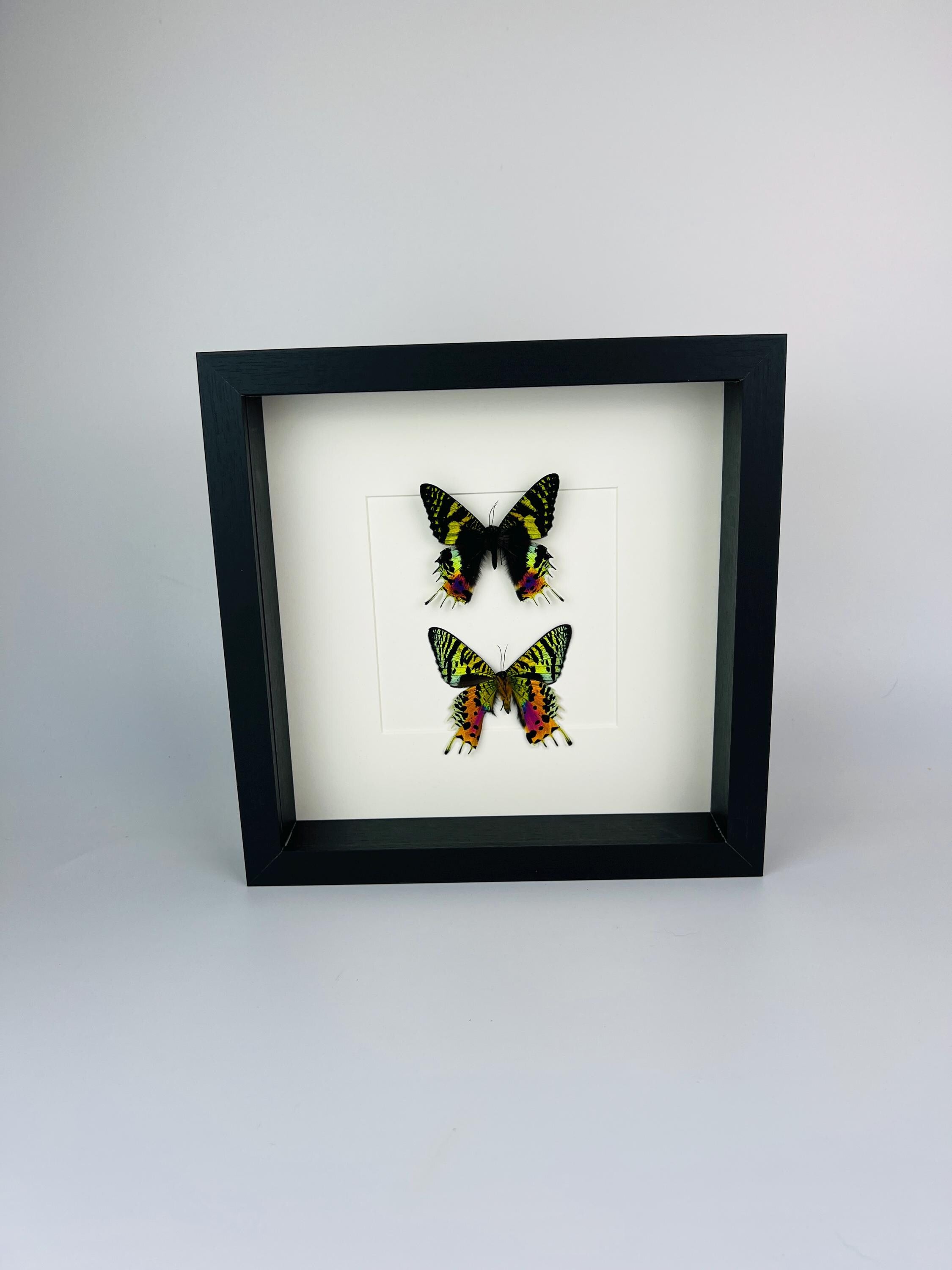 Echte vlinders Urania Ripheus (voor- en achterkant) - ingelijst - 25 x 25 cm (9,8 x 9,8 inch)