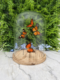 A glass dome containing three butterflies with orange and black wings, set against a backdrop of lush green foliage.