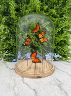A glass dome containing three butterflies with orange and black wings, set against a backdrop of lush green foliage.