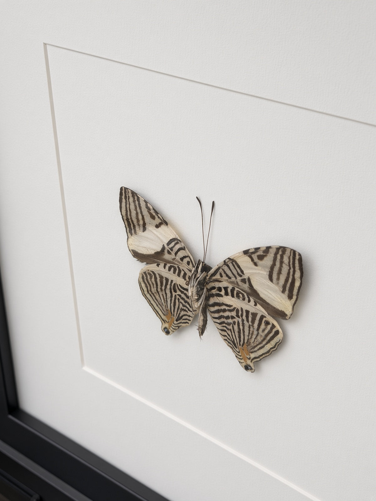 a butterfly with black and white striped wings.