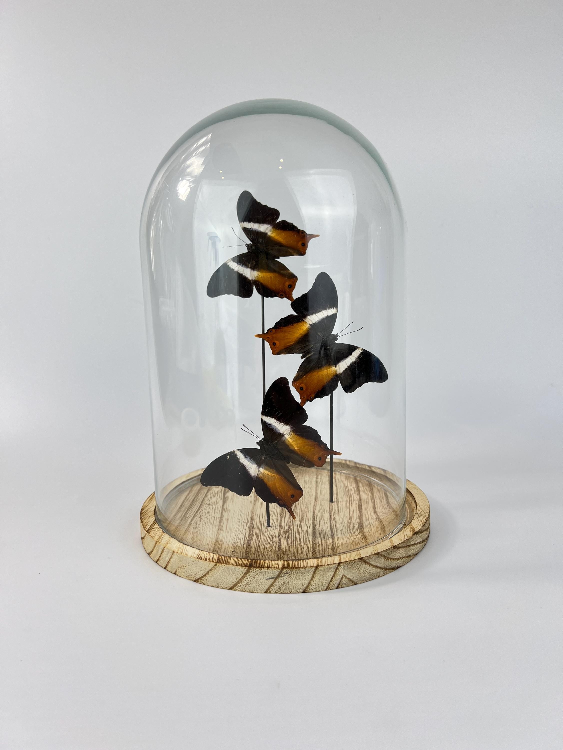 Echte vlinders Palla Publius in stolp 31x23 cm