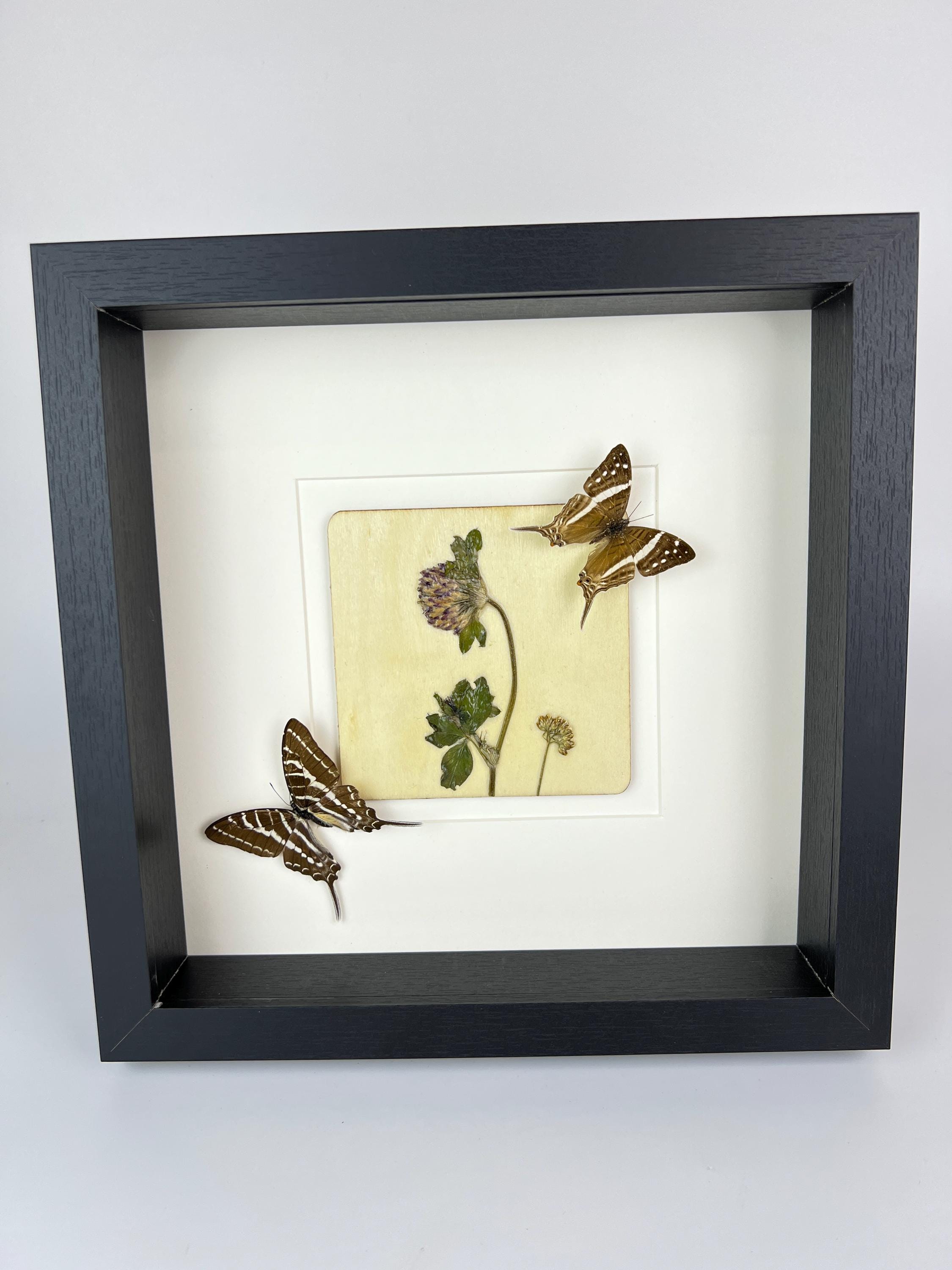 Marpesia Crethon und Graphium Aristeus mit Trockenblumen in einem Rahmen