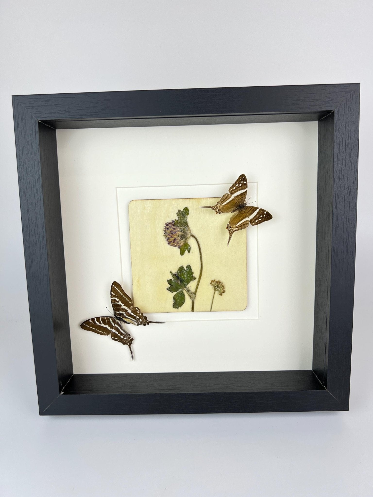 „Marpesia Crethon“ und „Graphium Aristeus“ mit Trockenblumen in einem Rahmen von KEY LIME STORE