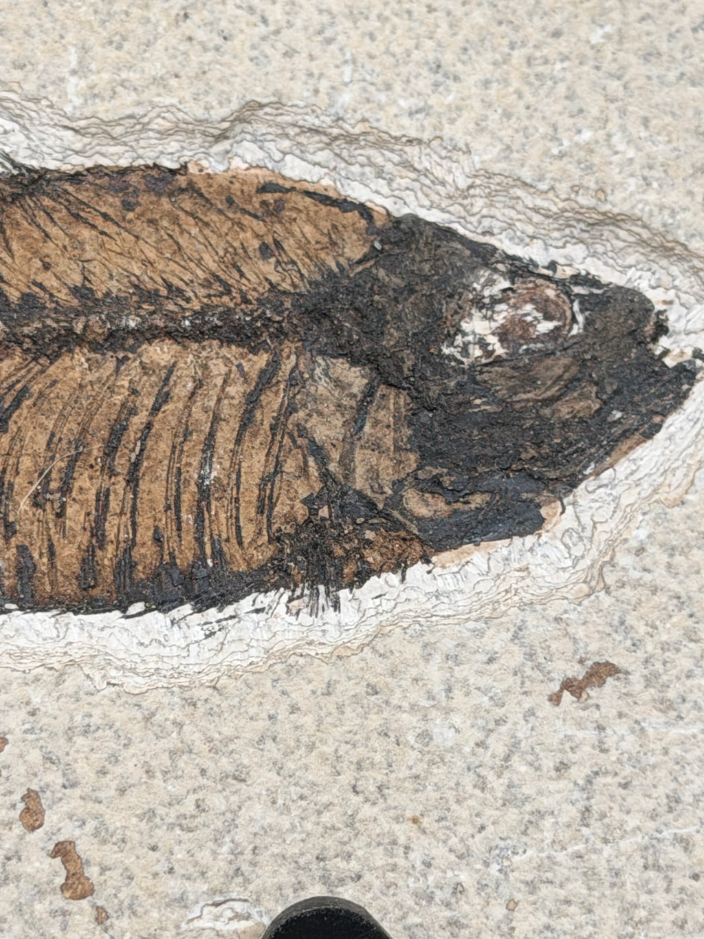 a fossilized fish with a dark, textured appearance, resting on a surface with a white, speckled texture.