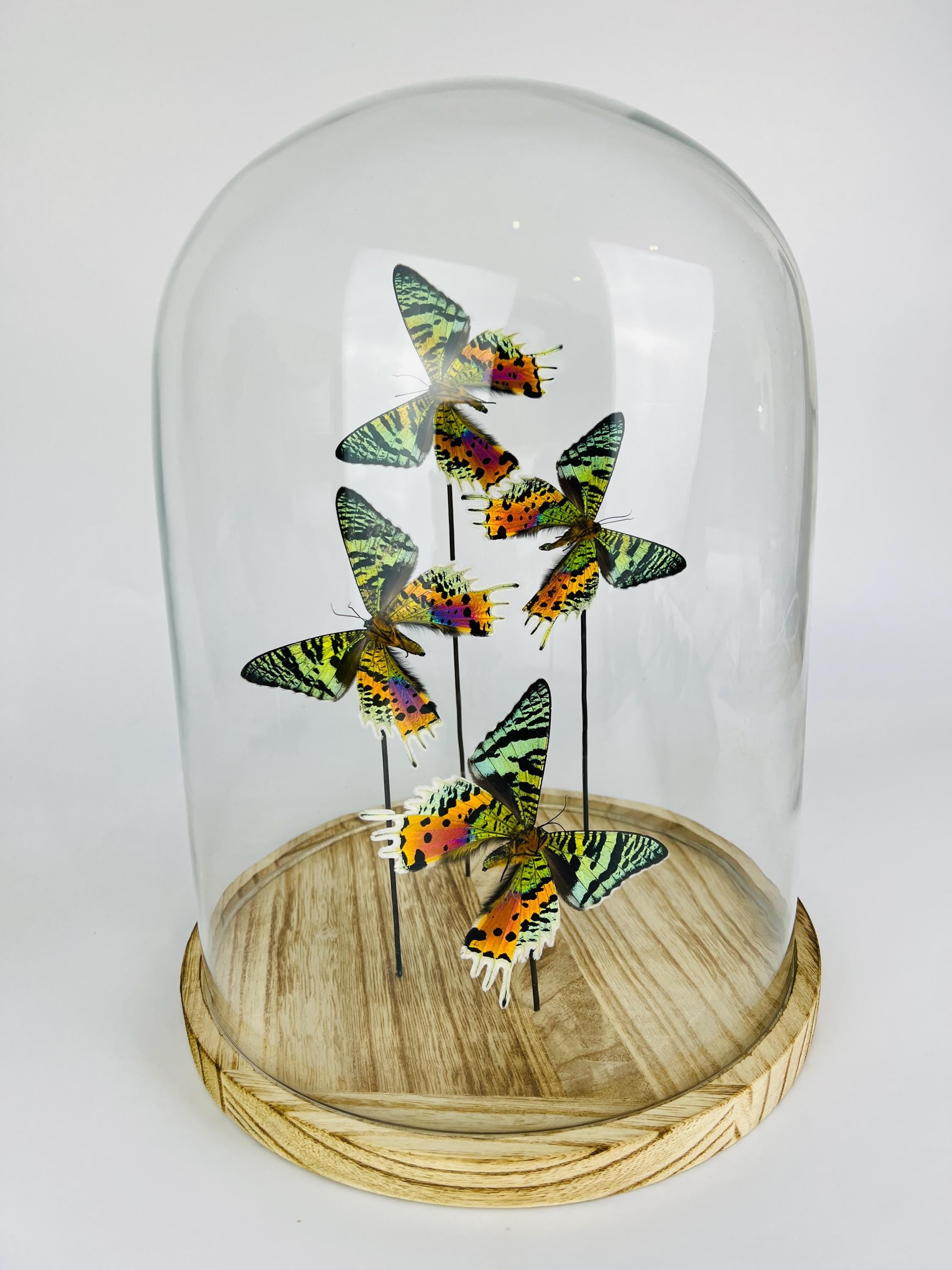 Glazen koepel met Urania Ripheus (achterkant) – display van 12,2 x 9 inch