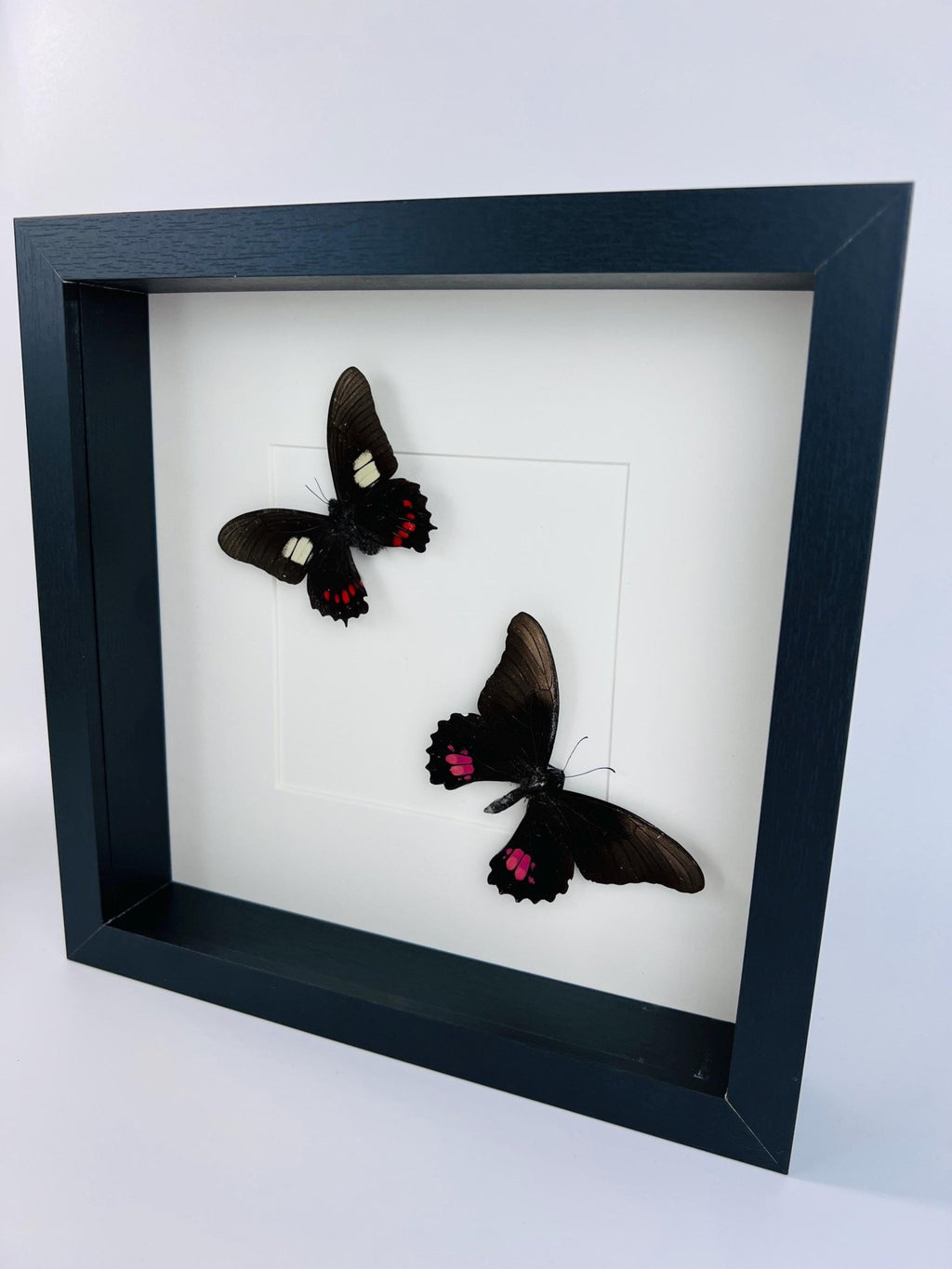 Parides und Papilio Anchisiades in einem Rahmen von KEY LIME STORE