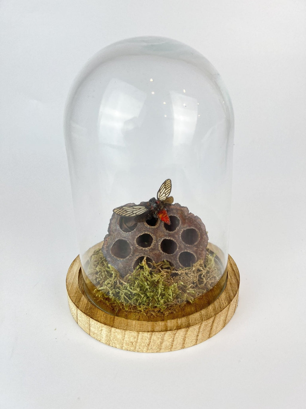 Huechys Incarnata-Zikade mit Moos und getrockneter Lotusblüte in einer Glasglocke von KEY LIME STORE