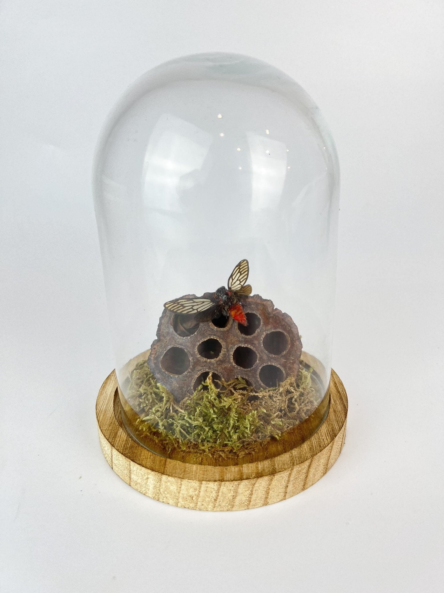 Huechys Incarnata-Zikade mit Moos und getrockneter Lotusblüte in einer Glasglocke von KEY LIME STORE