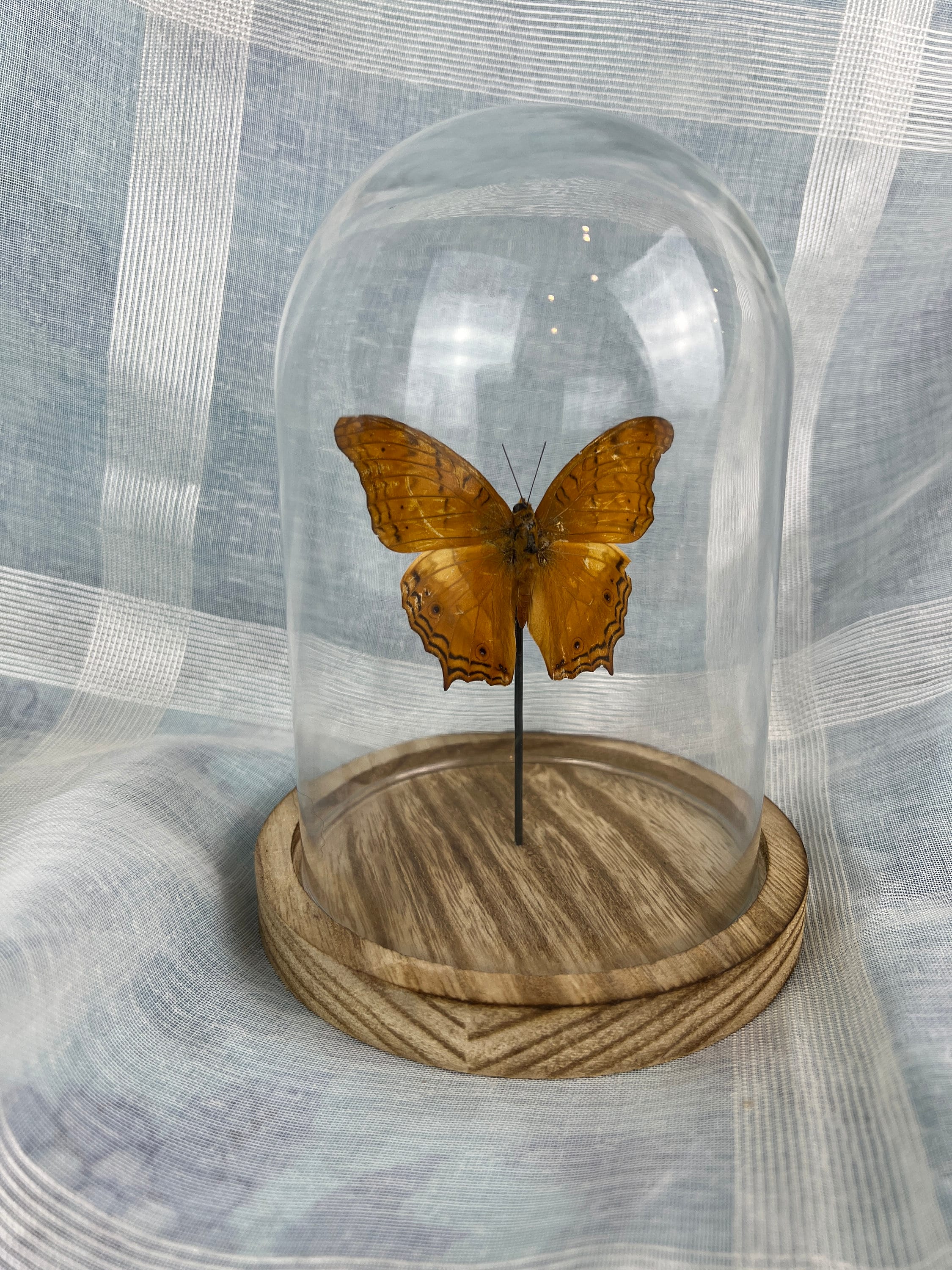 Vindula Erota in stolp