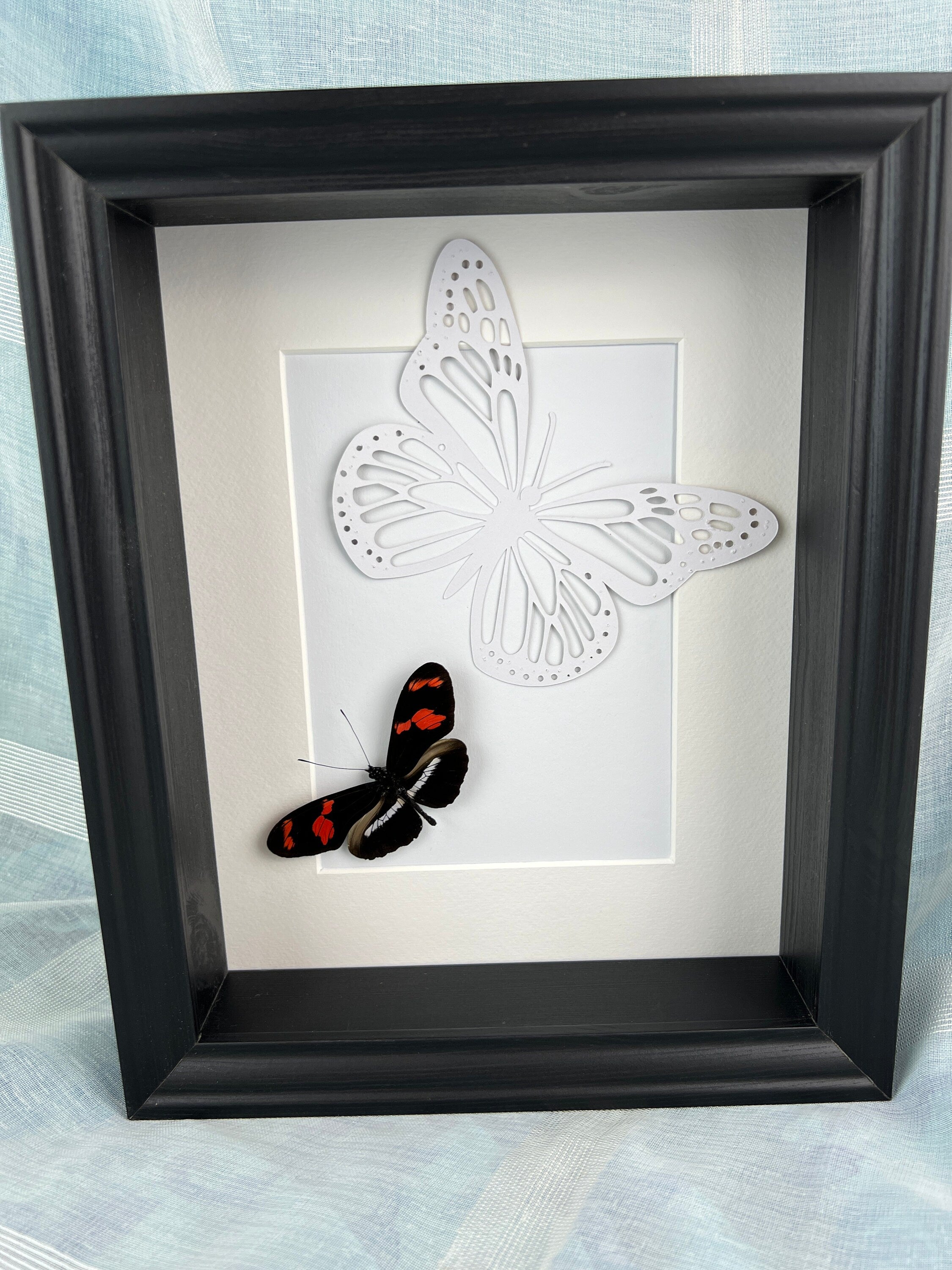 Heleconius auf Schmetterlingsdruck in einem Rahmen