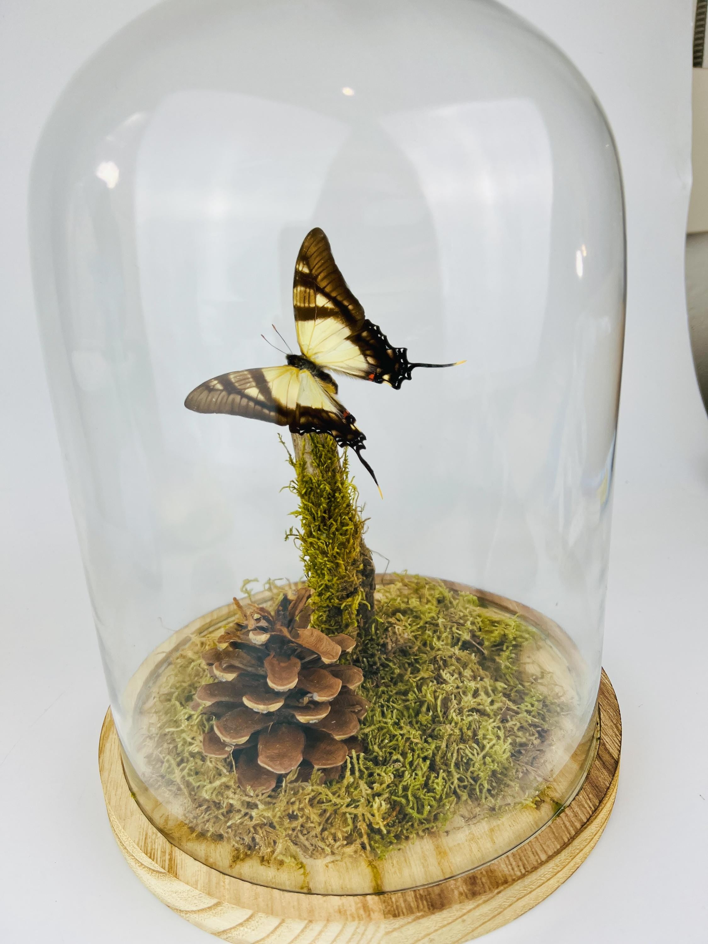 Eurytides Serville in stolp