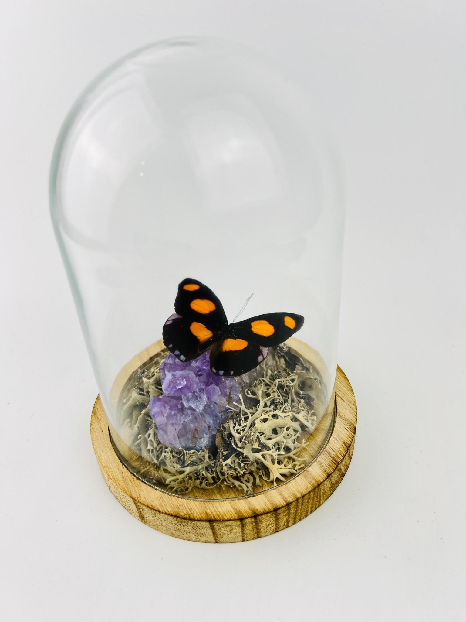 Catonephele Numilia auf Amethyst in einer Glasglocke von KEY LIME STORE