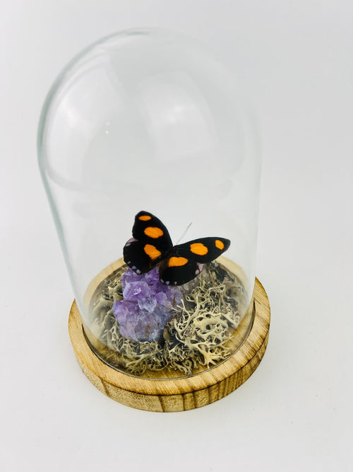 Catonephele Numilia on amethyst in a glass dome by KEY LIME STORE