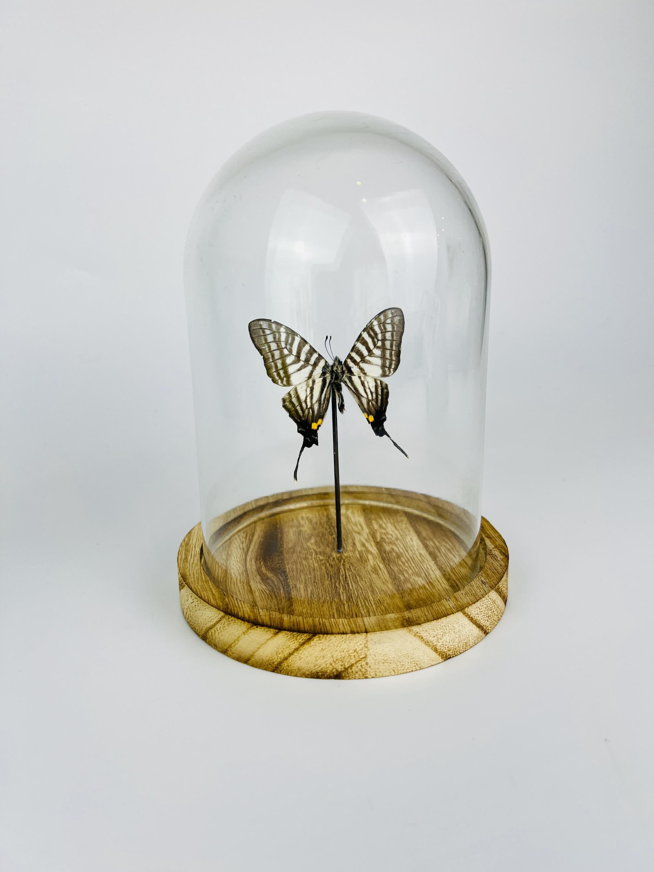 Graphium Pazala Eurous in a bell jar