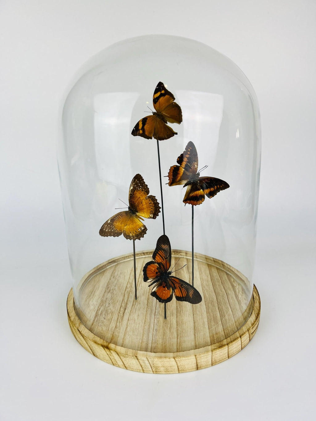 Doleschallia bisaltide, Charaxes cynthia, Cethosia biblis und Pseudacraea clarkii im Glas von KEY LIME STORE