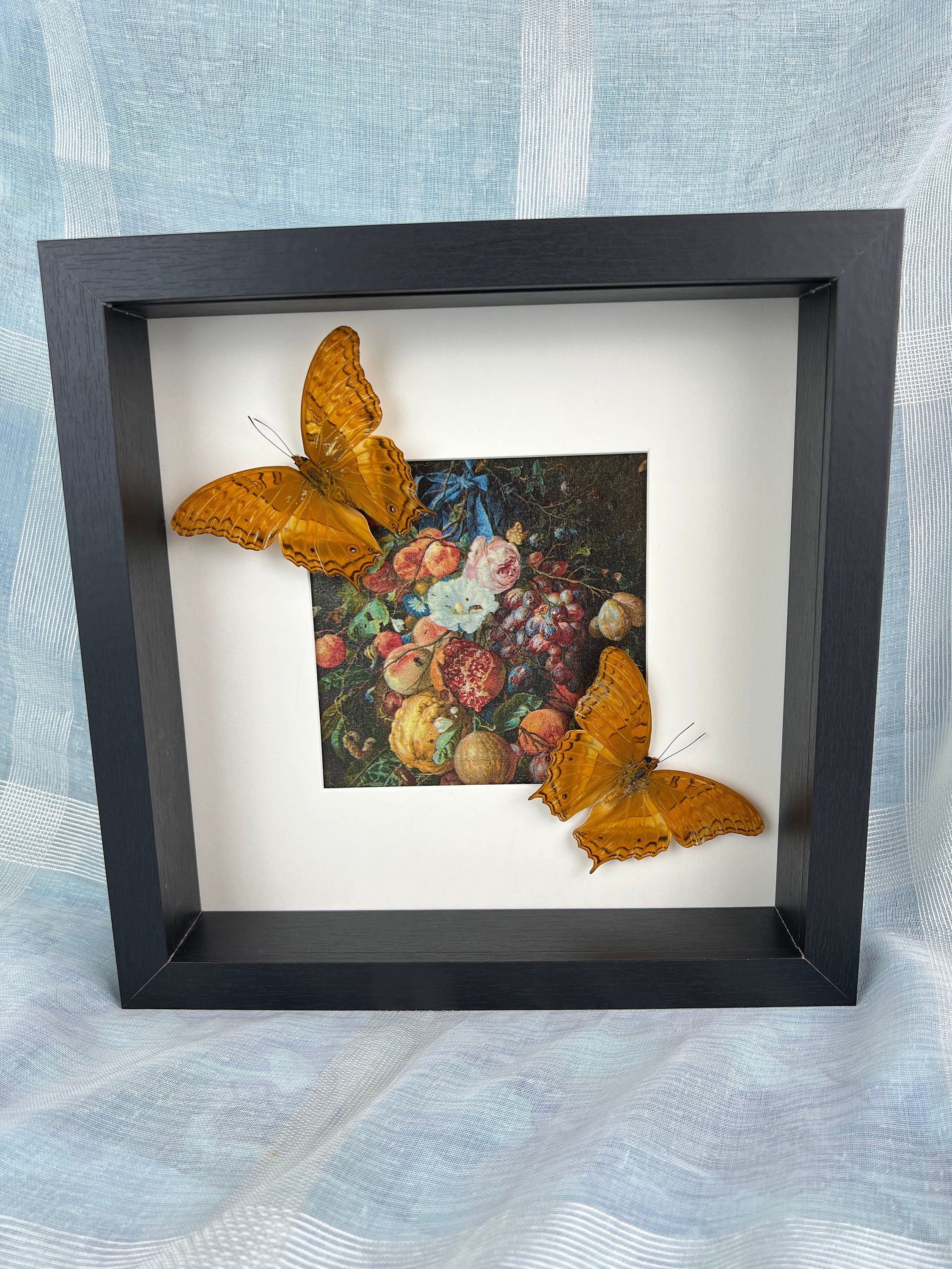 Vindula Arsinoe op print in lijst