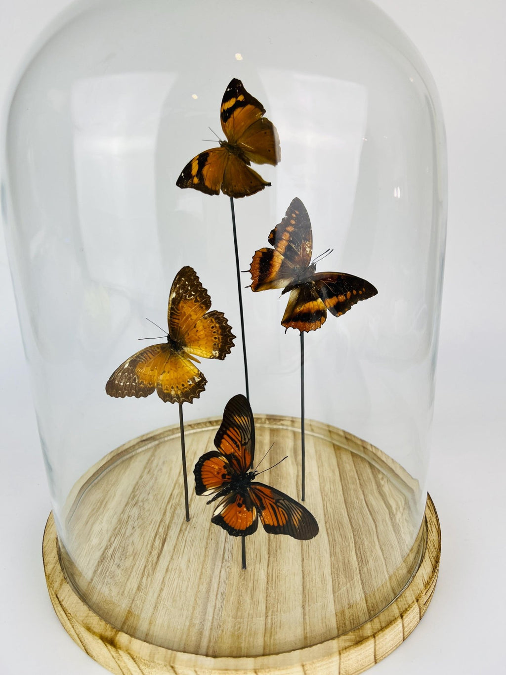Doleschallia bisaltide, Charaxes cynthia, Cethosia biblis und Pseudacraea clarkii im Glas von KEY LIME STORE