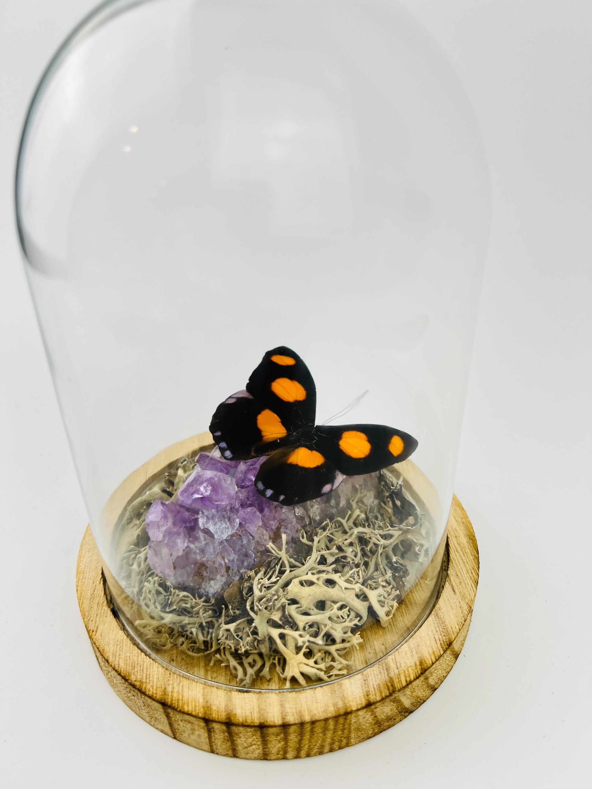 Real butterfly Catonephele Numilia on amethyst in dome (17x13 cm)