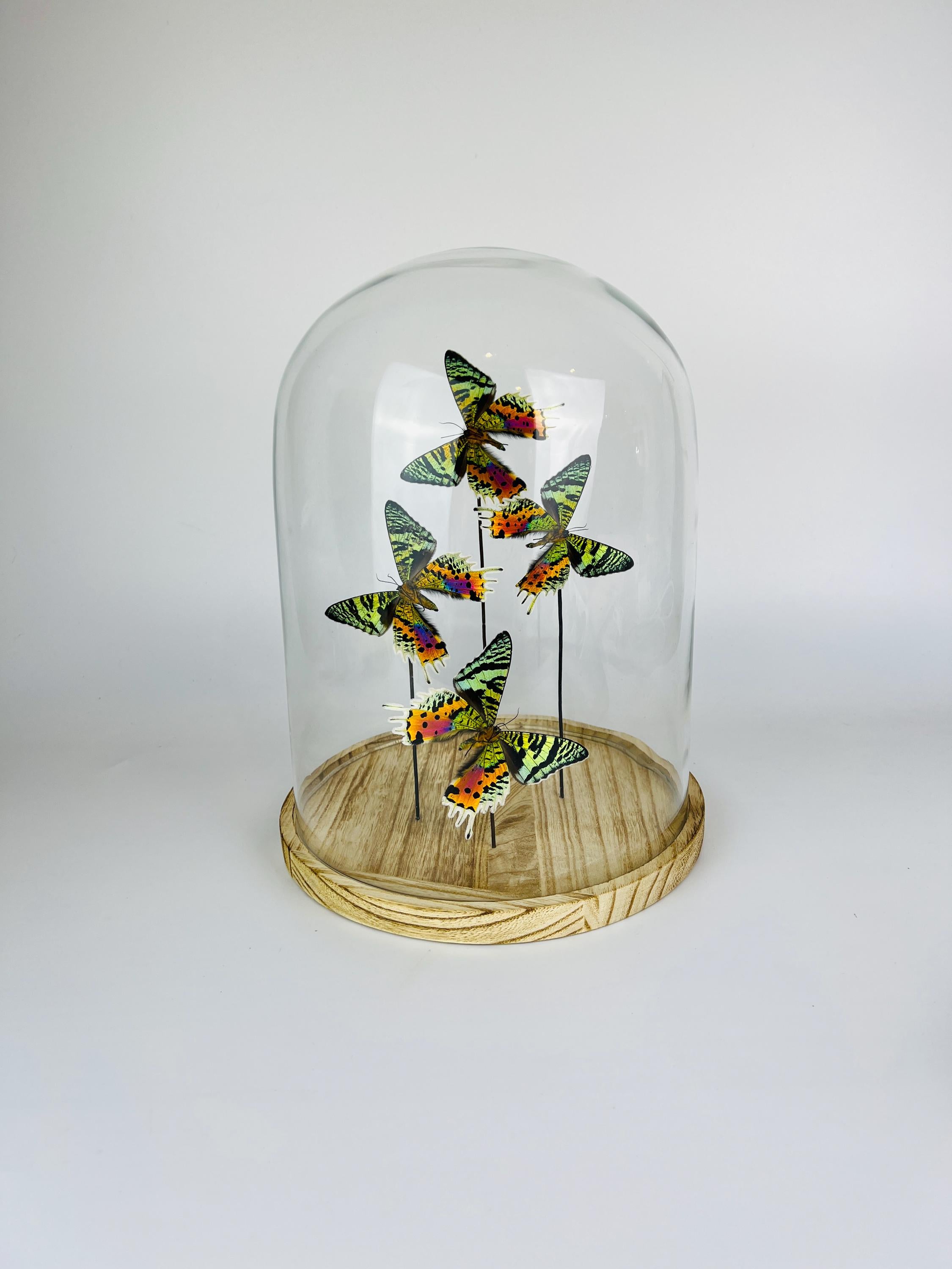 Urania Ripheus (Rückseite) in einer Glasglocke