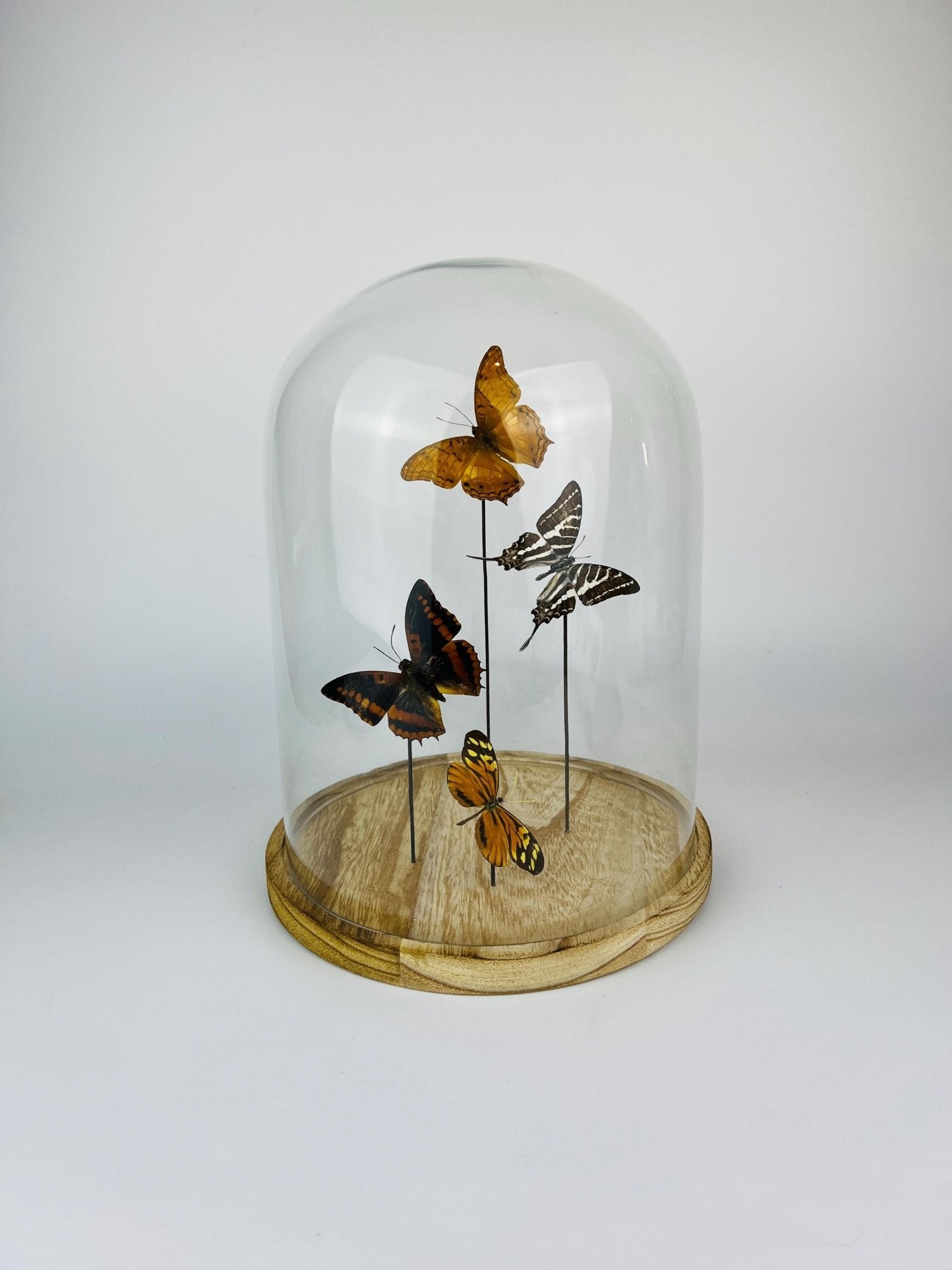 Vindula Erota, Graphium Aristeus, Charaxes Lucretius und Tithorea Harmonia in einer Glasglocke von KEY LIME STORE