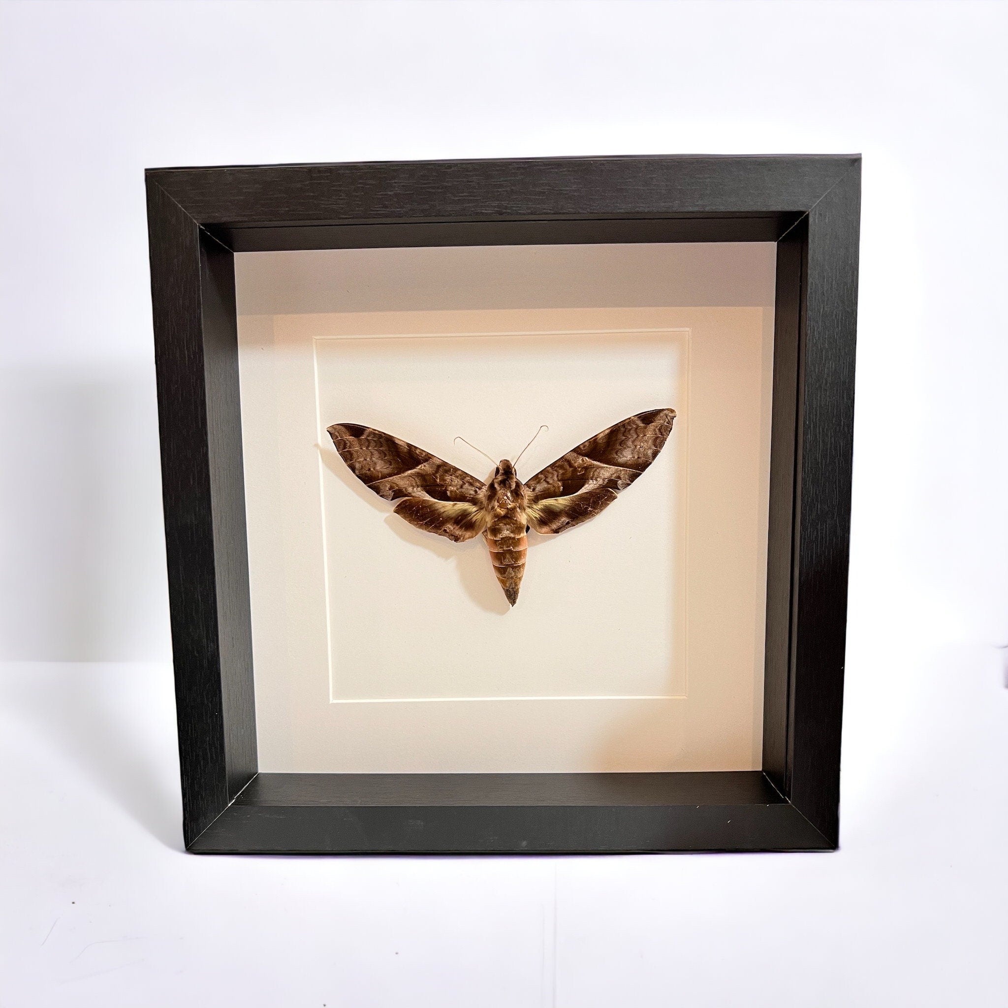 Eumorpha Triangulum mot in lijst