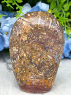 a close-up view of a rock with a unique, intricate pattern of small holes and spots, surrounded by blue flowers.