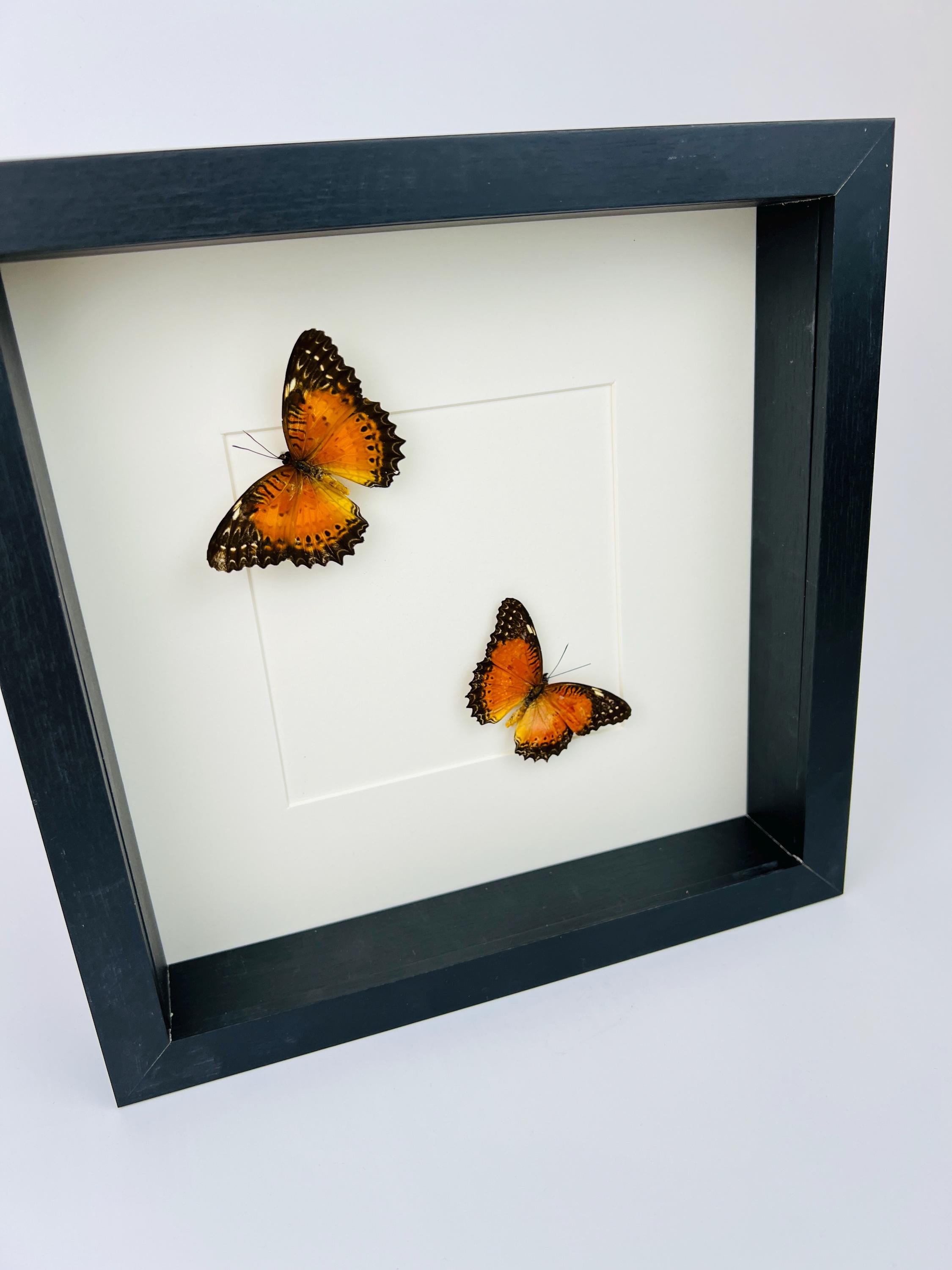 Cethosia Biblis im Rahmen