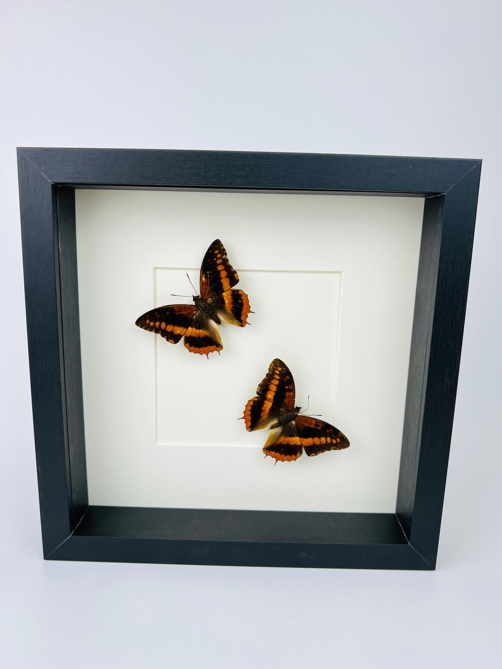 Charaxes Lucretia in einem Rahmen von KEY LIME STORE