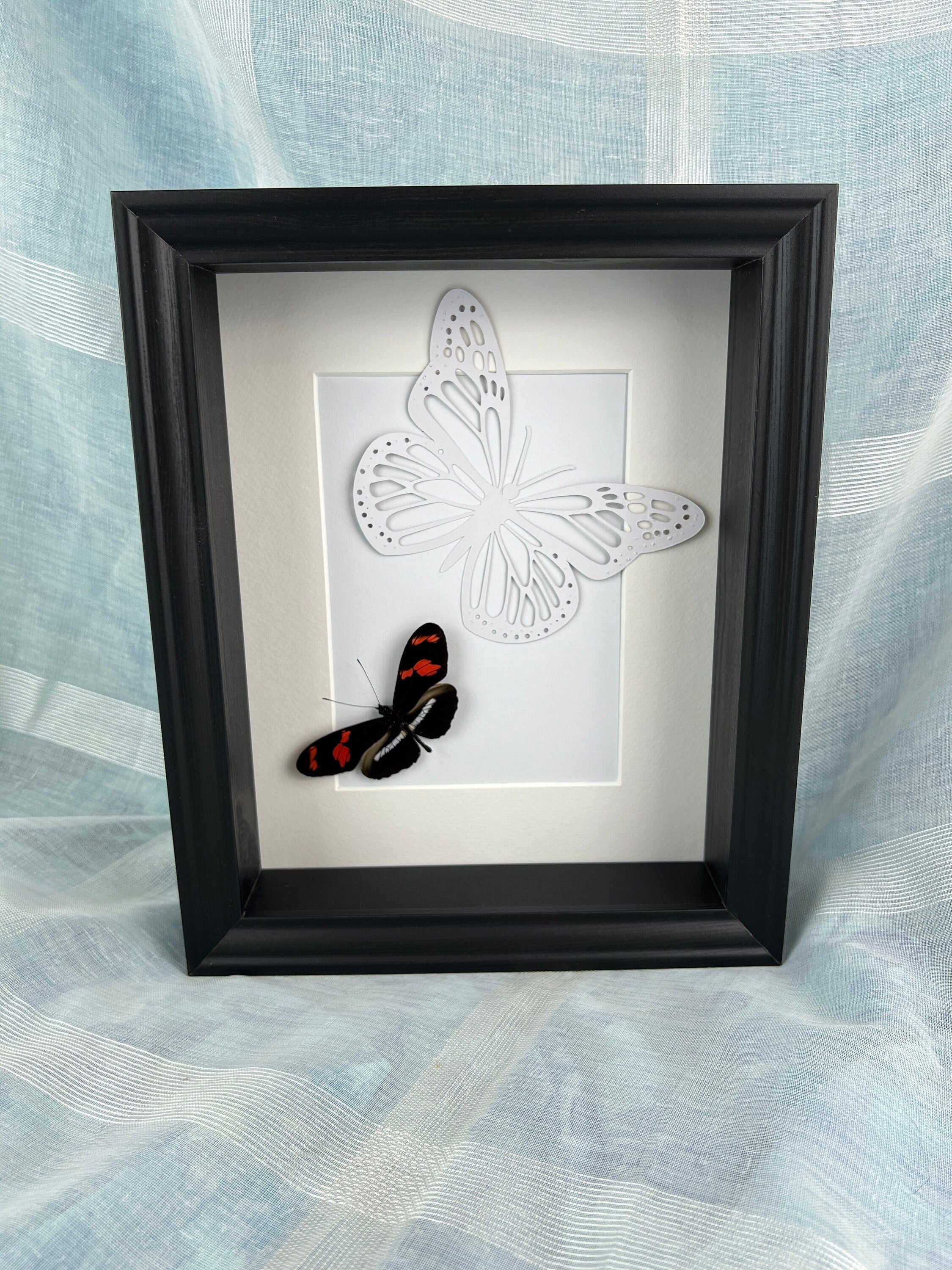 Heleconius op vlinderprint in lijst