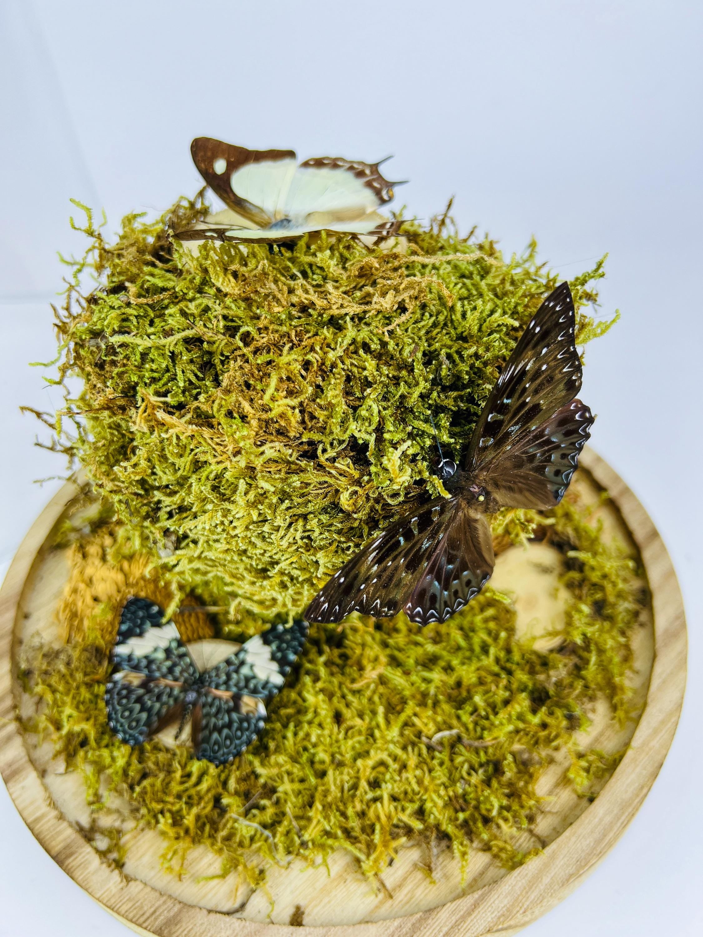 Polyura Athamas, Dichorragia Ninus en Hamadryas Amphinome in stolp