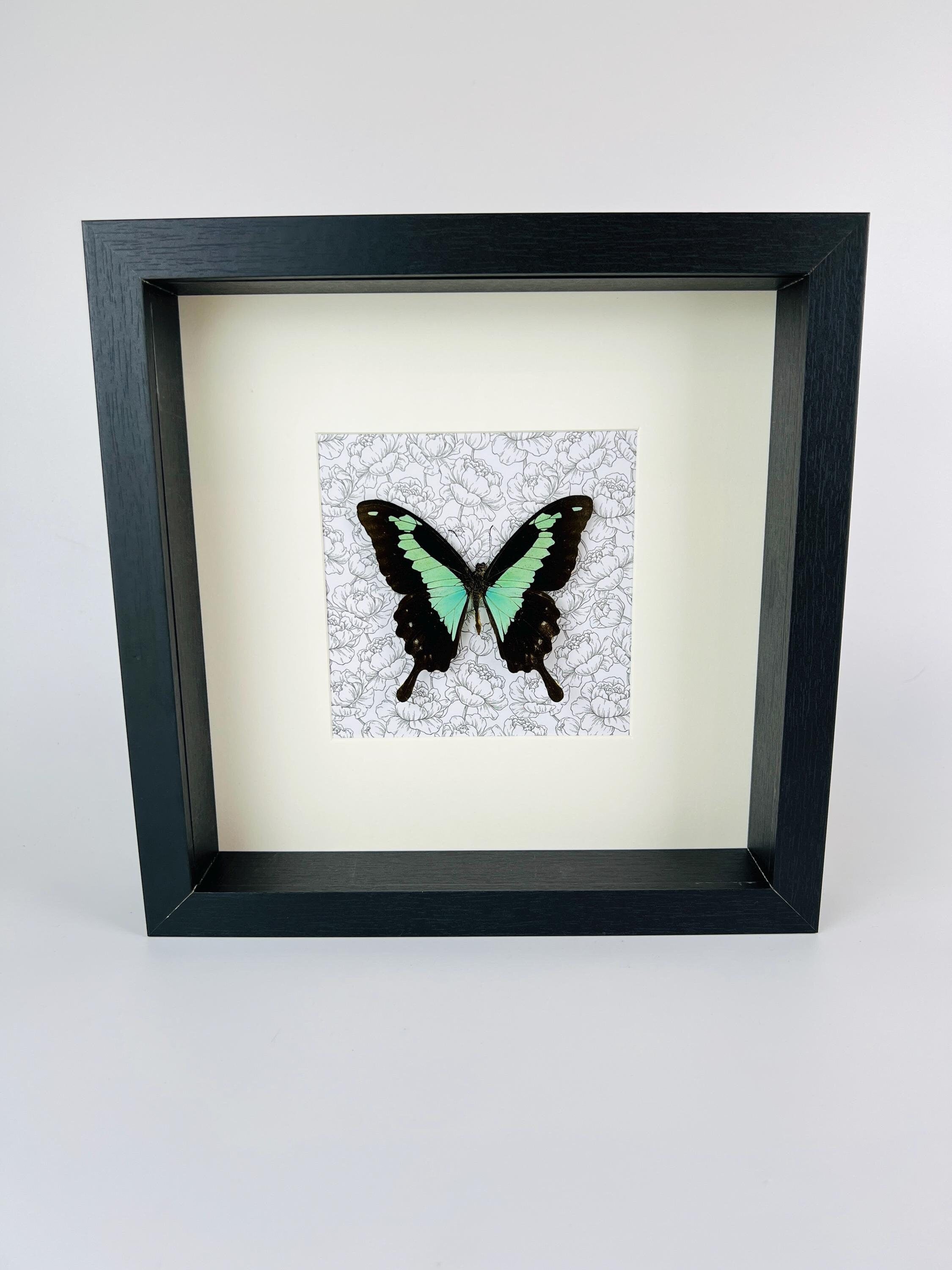 Papilio Phorcas op print in lijst